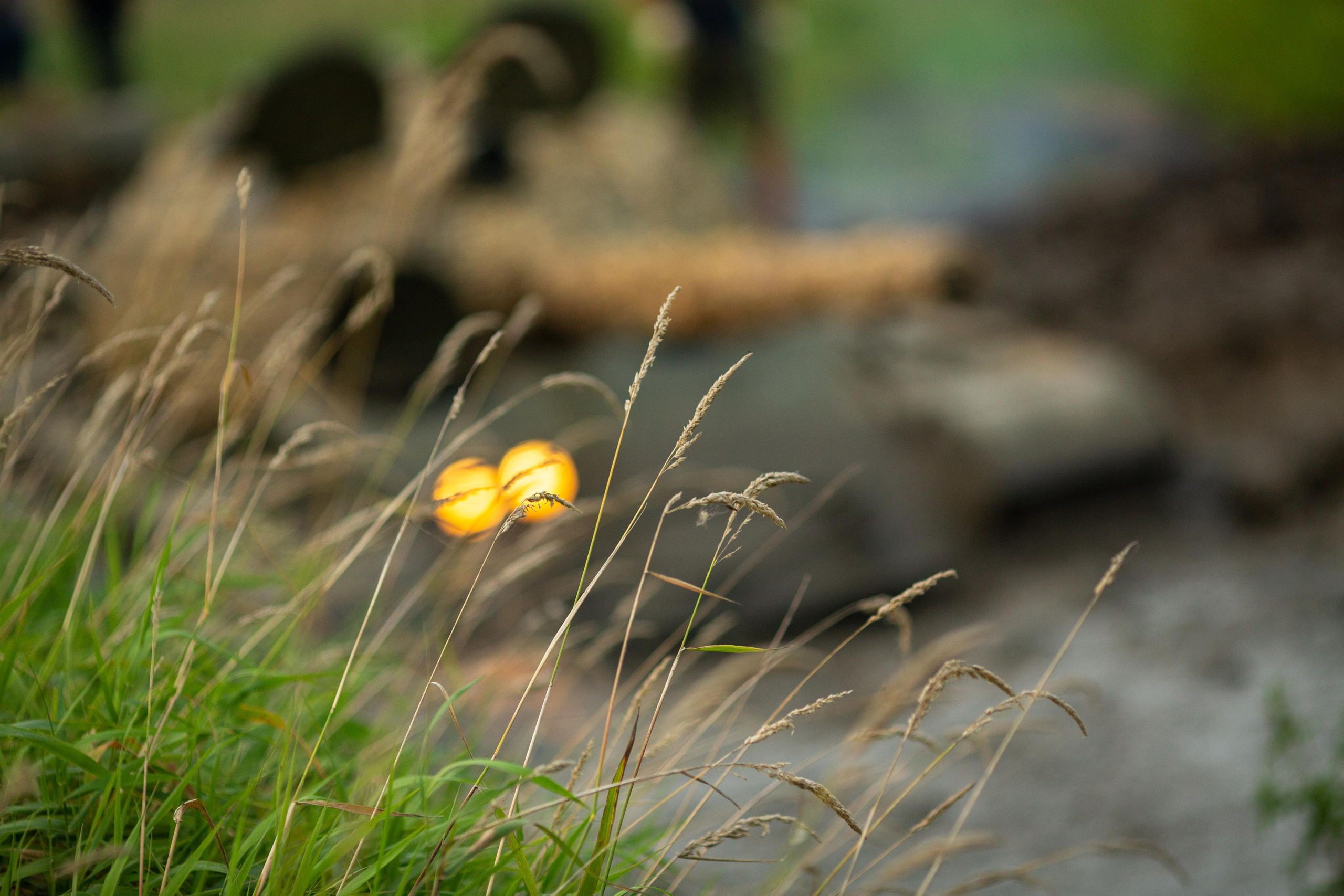 Presentstar. Впечатления в подарок. Свадебный и семейный фотограф