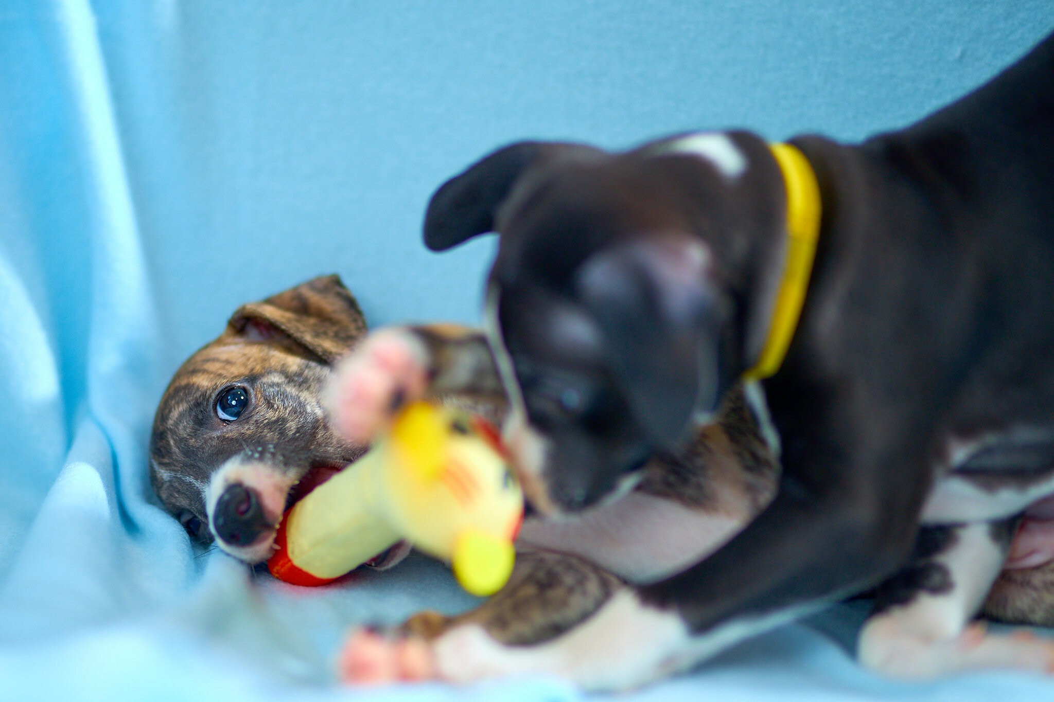 Фотосъёмка собак. Свадебный, школьный (детсадовский) и семейный фотограф в Коврове и Владимирской области