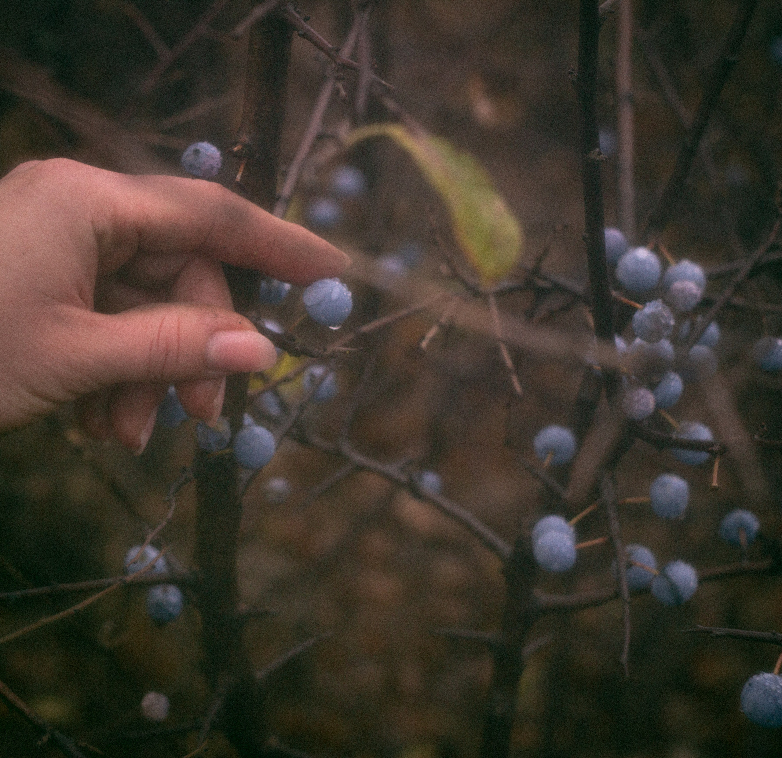 Туманная осень. • Фотограф Александра Светозар Алчевск •
