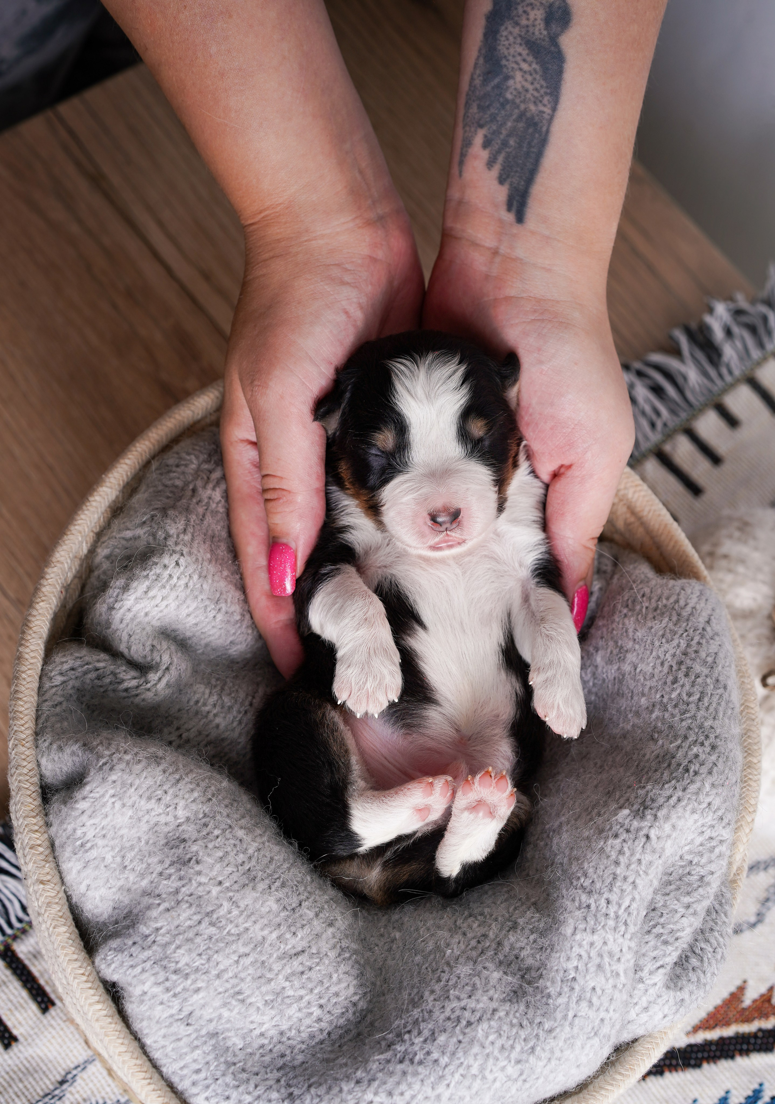 Щенки аусси. Фотограф-анималист в Санкт-Петербурге Яна Мартынова