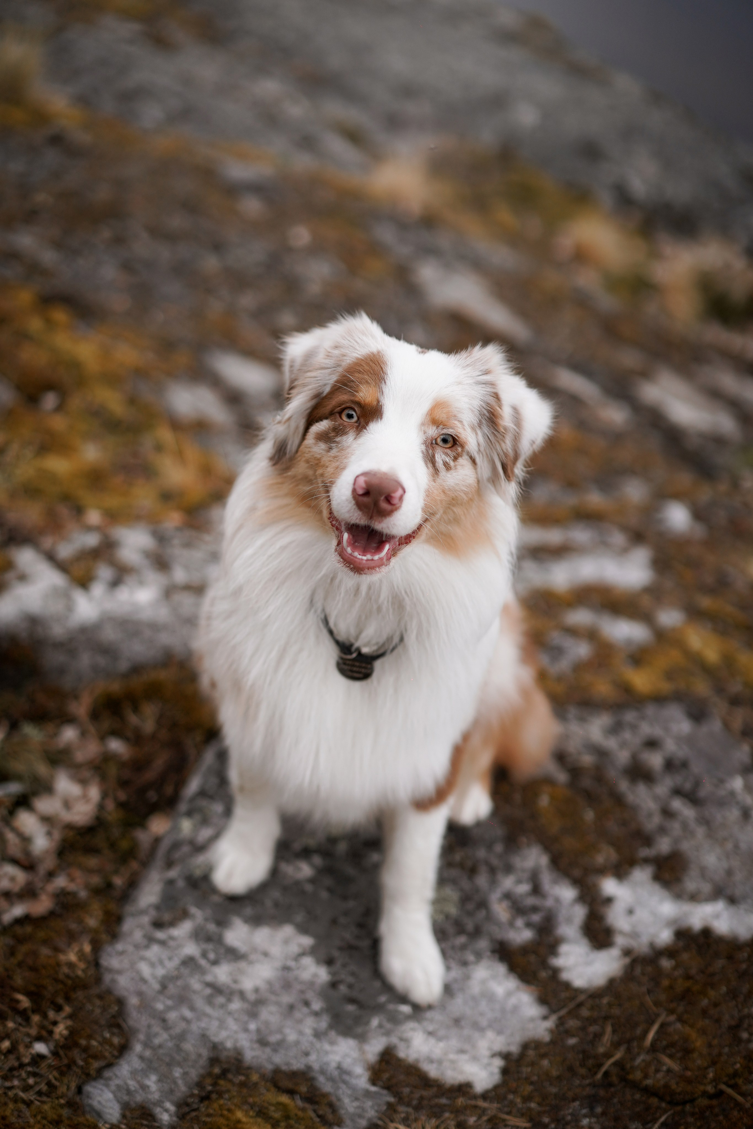 Панда и Юни в Карелии. Фотограф-анималист в Санкт-Петербурге Яна Мартынова
