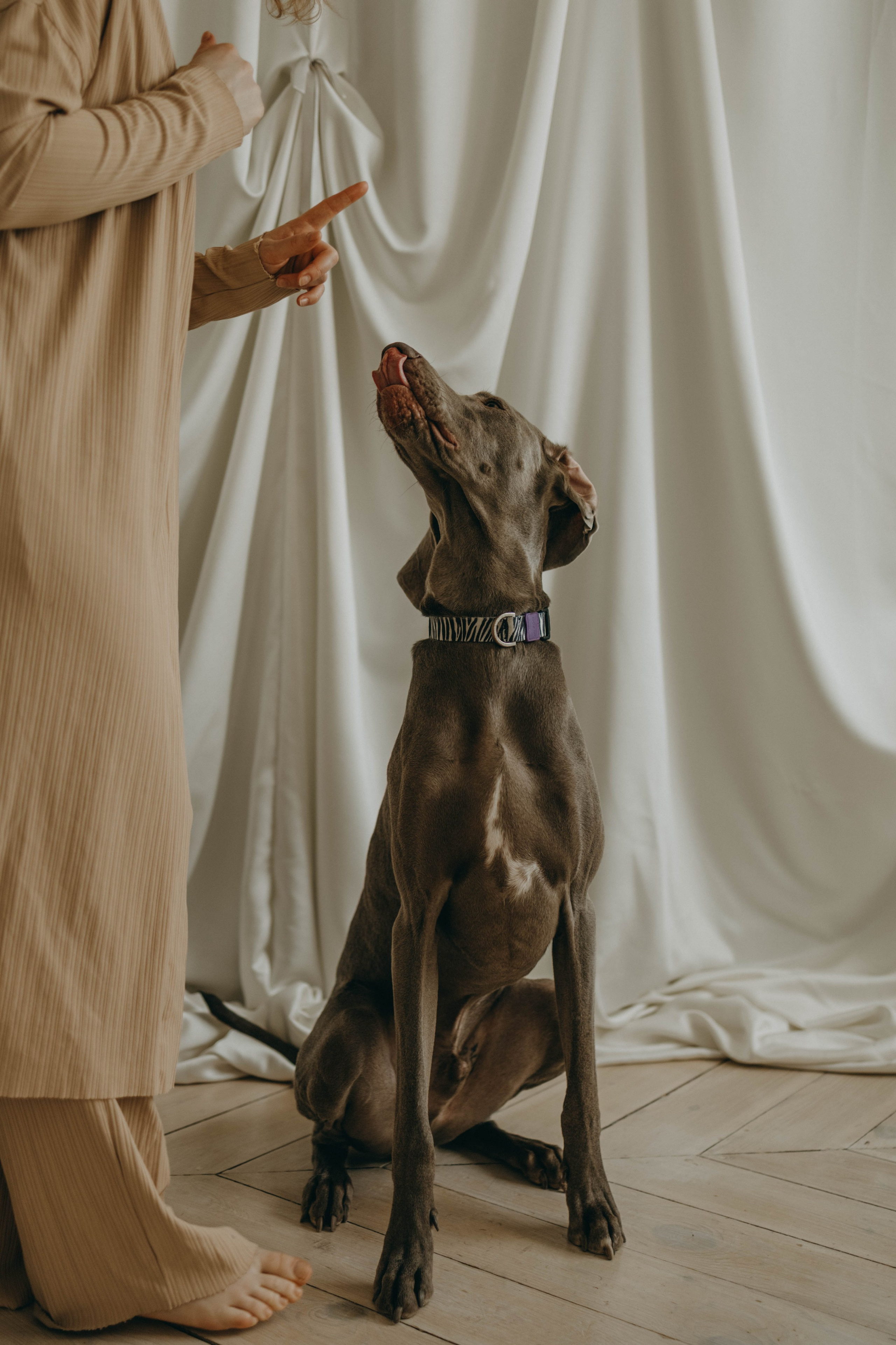 Фотосессия в студии с собакой. Фотограф-анималист в Екатеринбурге | Кристина