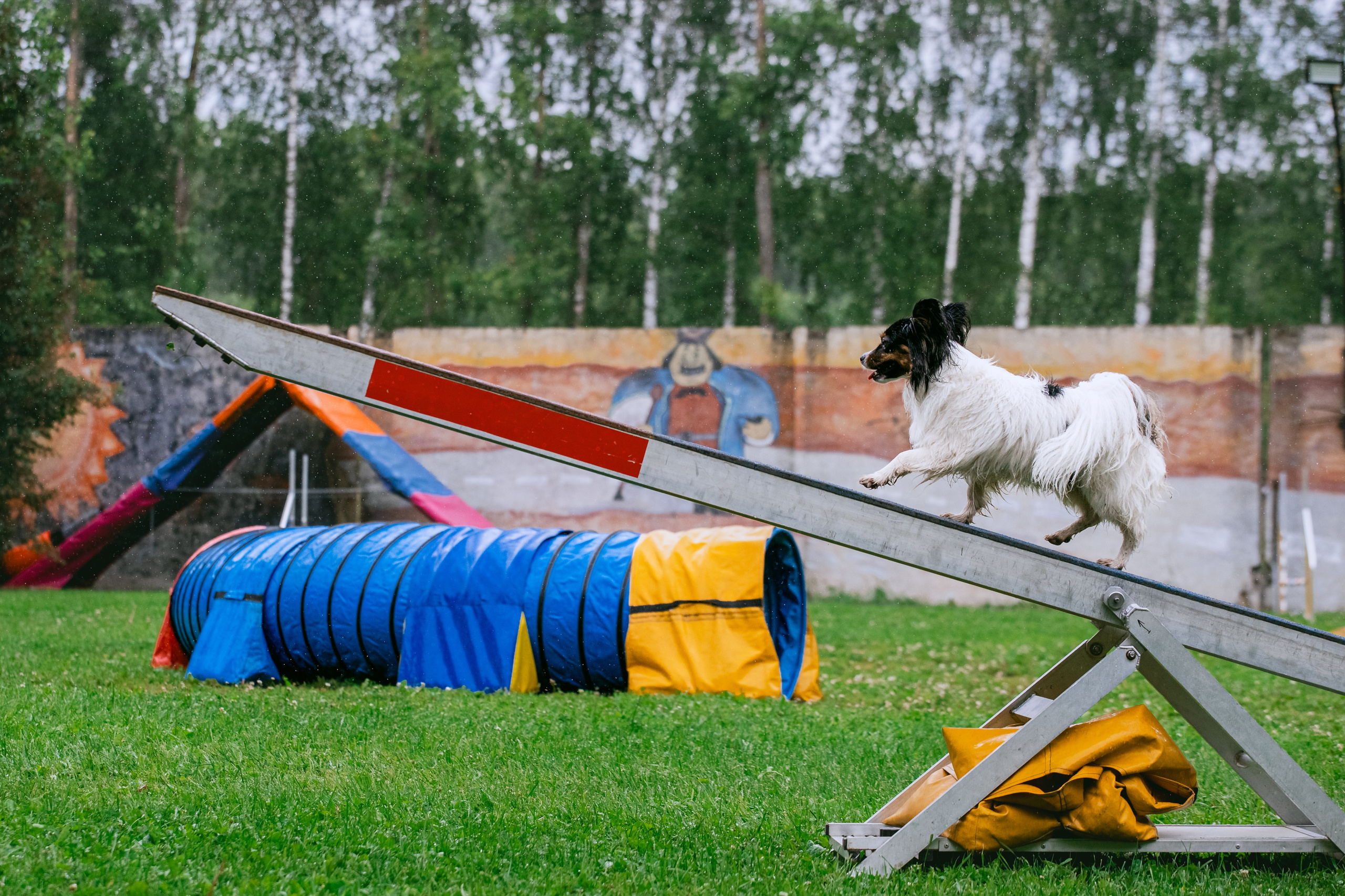 Соревнования по аджилити Долгопрудный 30.06.2025. Фотограф-анималист Татьяна Степанова