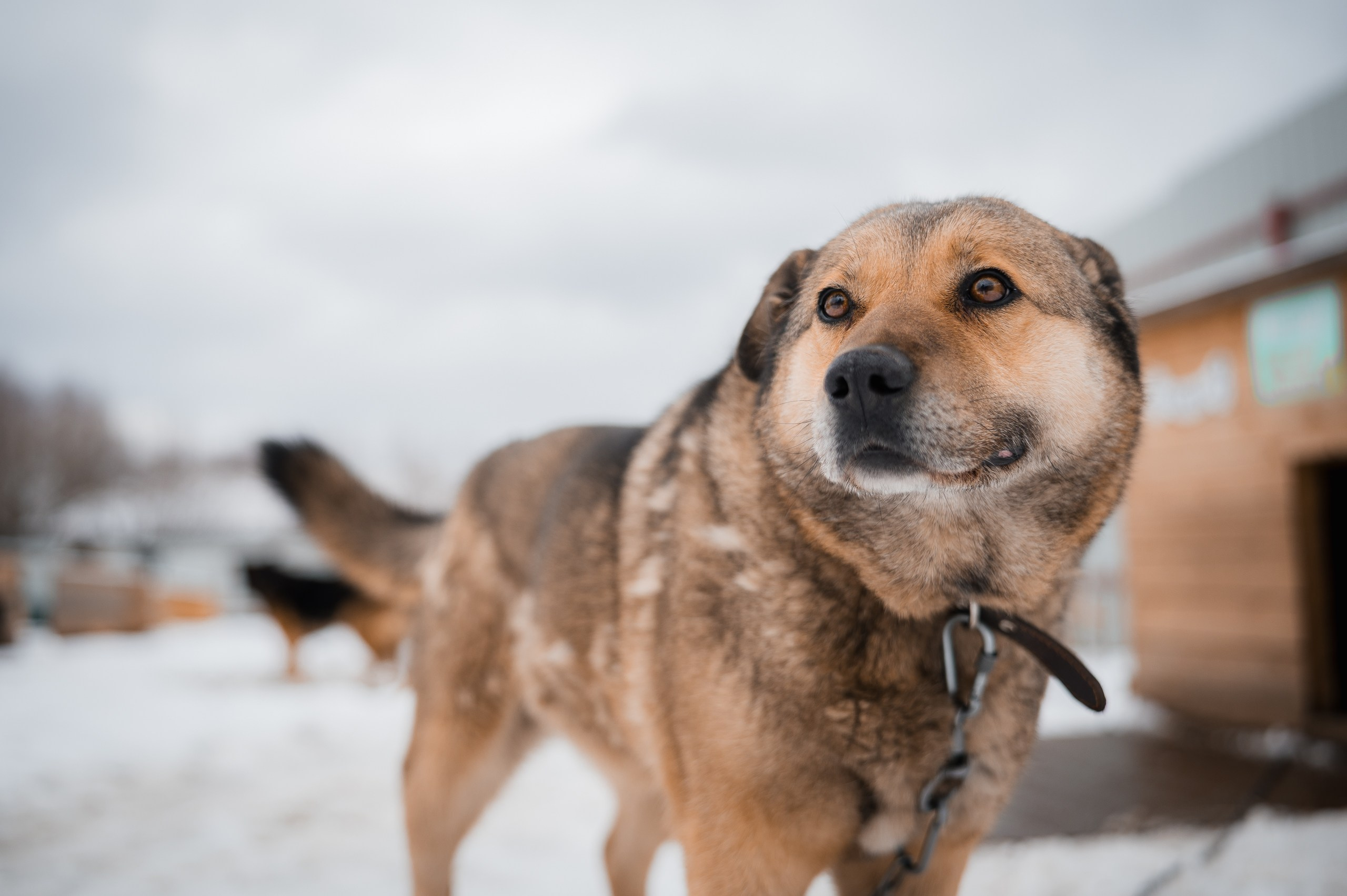 Джесси. Улыбка собаки — спасение и пристройство бездомных собак