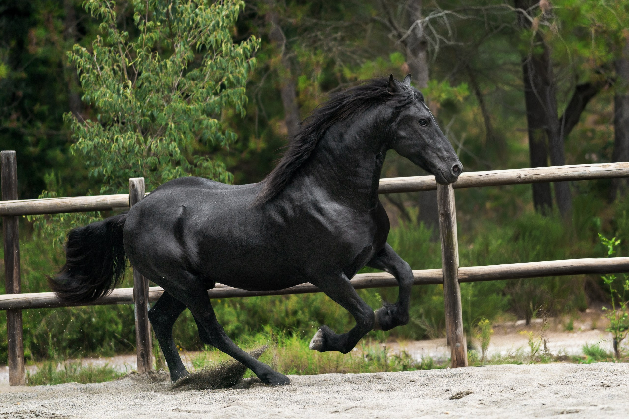 Фризский жеребец Rayven. 2 года. Продаётся. Friesian Alliance. Фризы Росиии