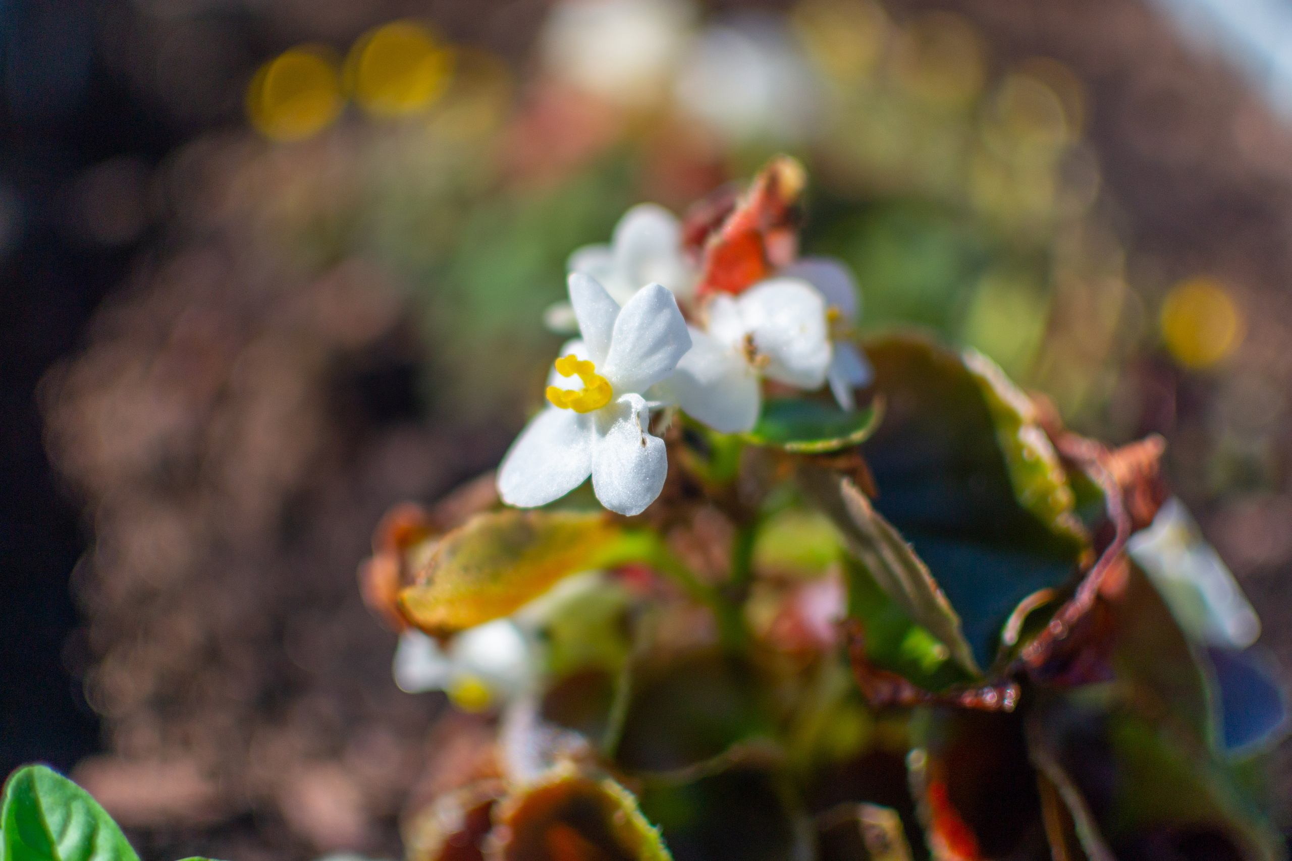 Тульская областная онкологическая больница (лето-цветы, NIKON D3100 35 мм F1,8)). Фотограф в Туле Крупский АнДРей. Фотостудия «КАДР71» в Туле