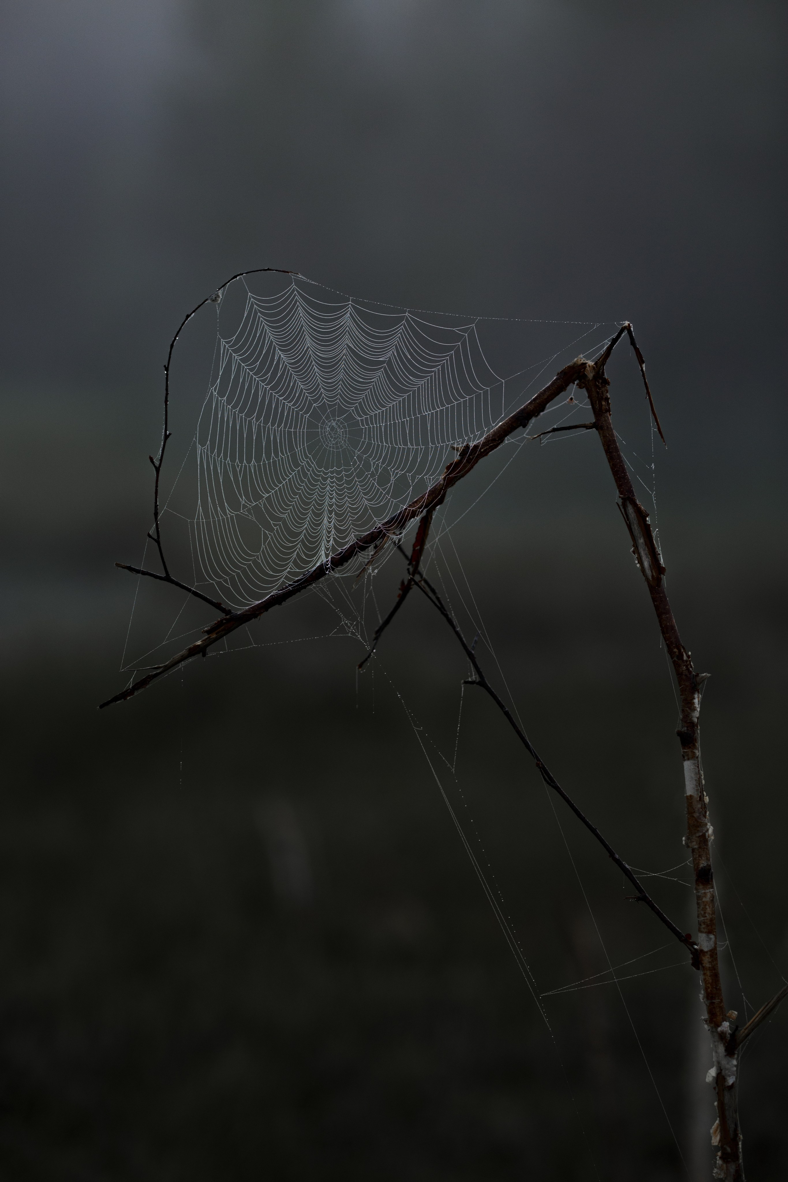 Фотопроект «Рассвет на болоте». Фотограф Олеся Бакалина