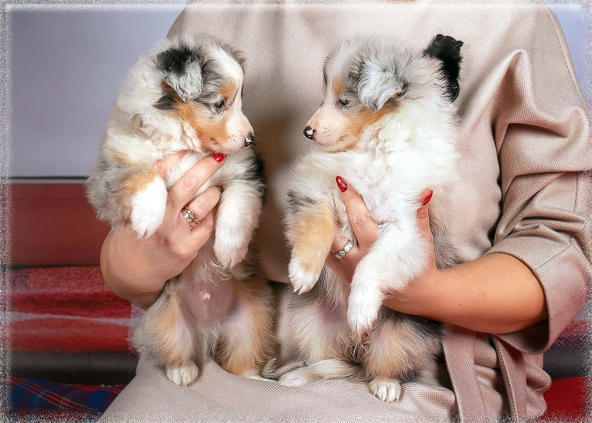 Тематические фоны с рисунком. Фотограф-анималист в Омске Екатерина Маричева