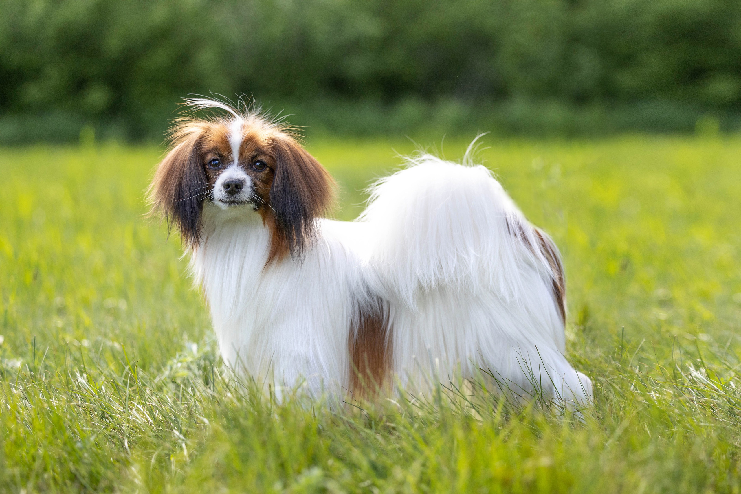 Заринговая съёмка на выставках собак. Фотограф-анималист в Омске Екатерина Маричева