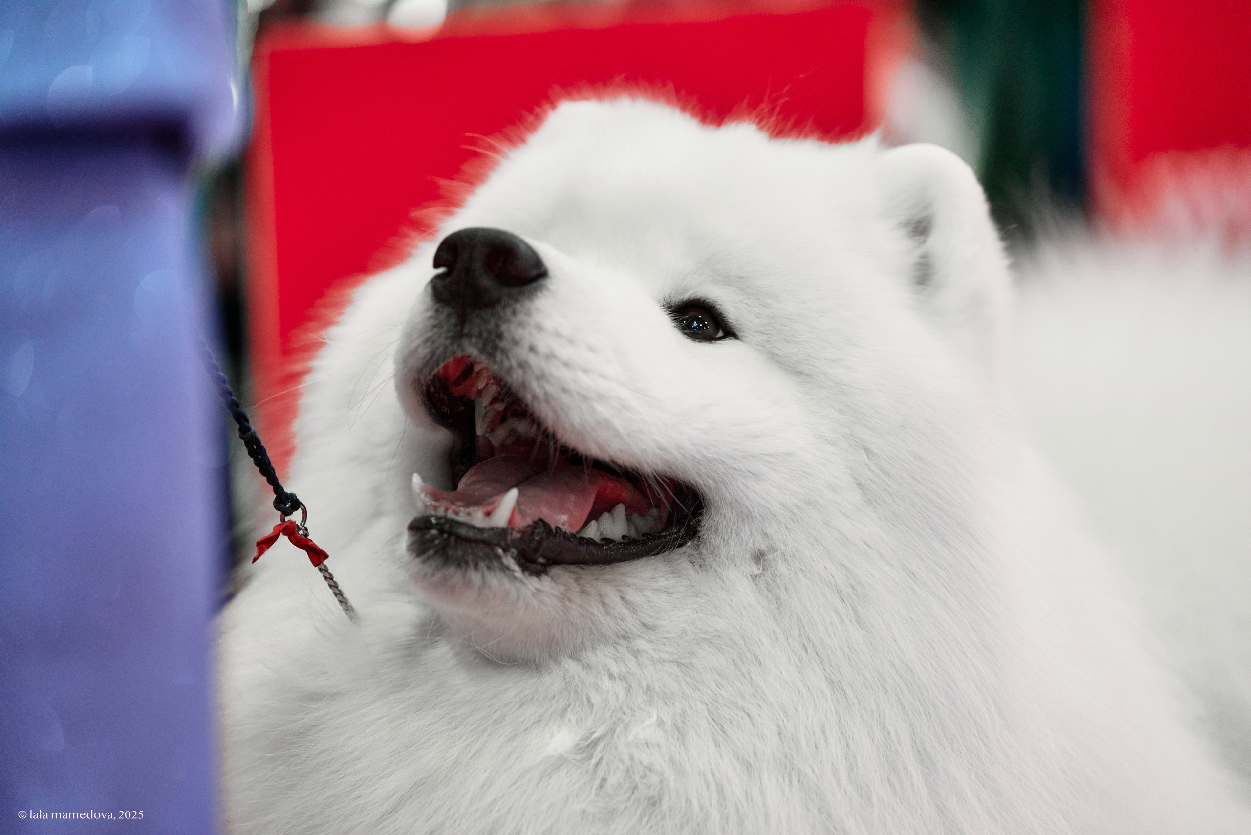 ЛУЧШИЕ СОБАКИ РОССИИ РКФ 2025