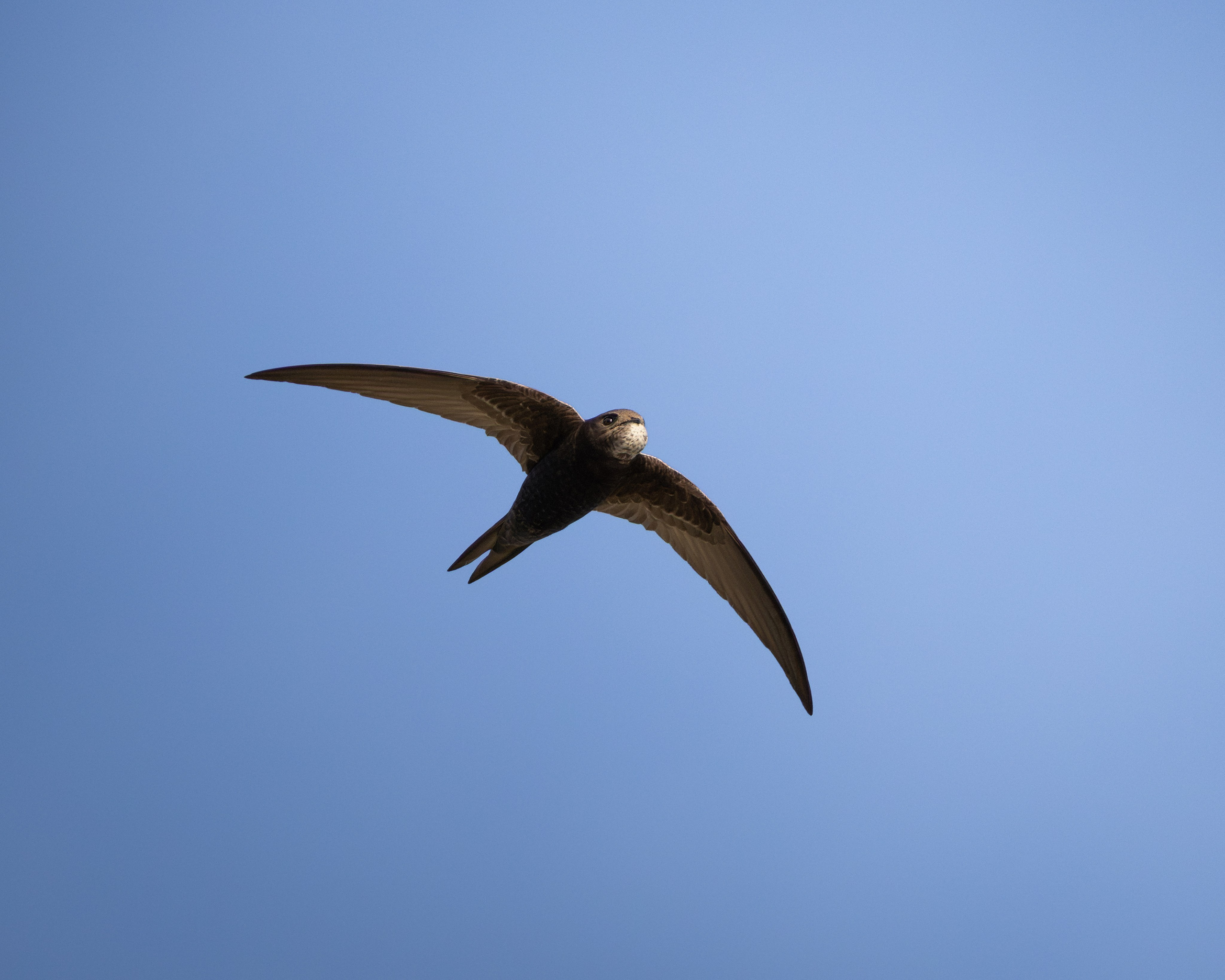 Common Swift