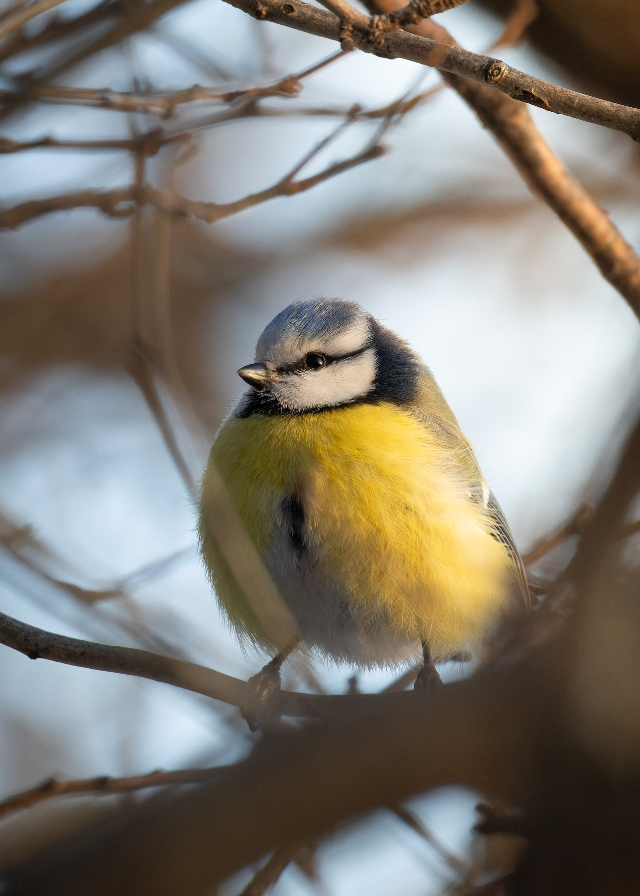 Voronezh 2024. Anton Chernov | Wildlife photographer