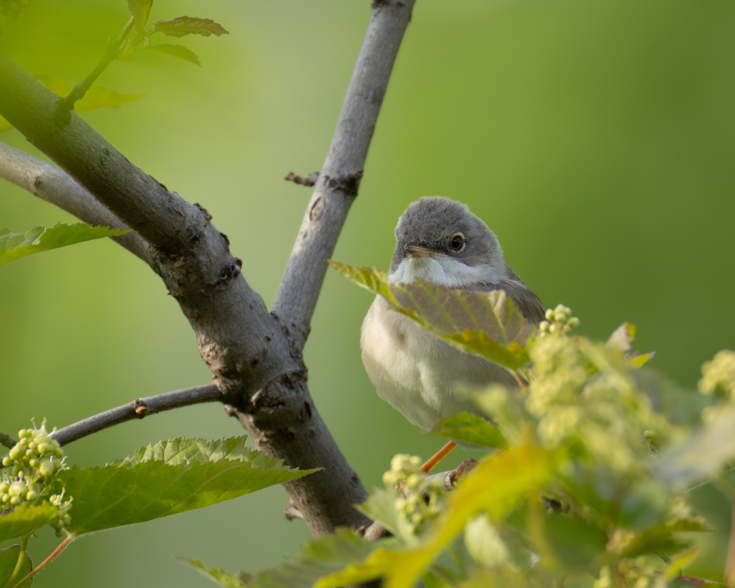 Voronezh 2025. Anton Chernov | Wildlife photographer