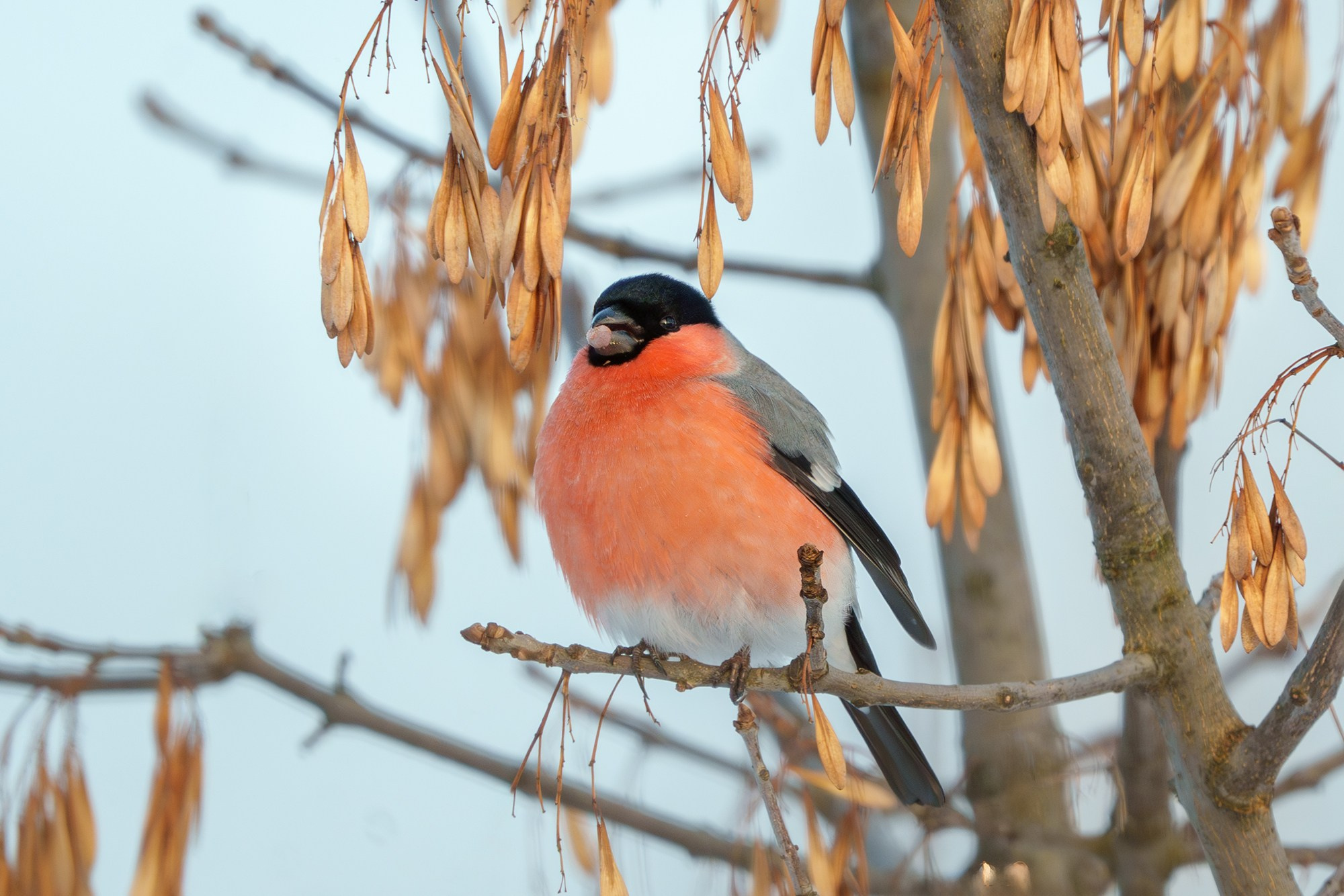 Удивительные мир птиц. Вокруг нас столько прекрасного — присмотритесь!. Ваш личный фотограф Марина Волкова