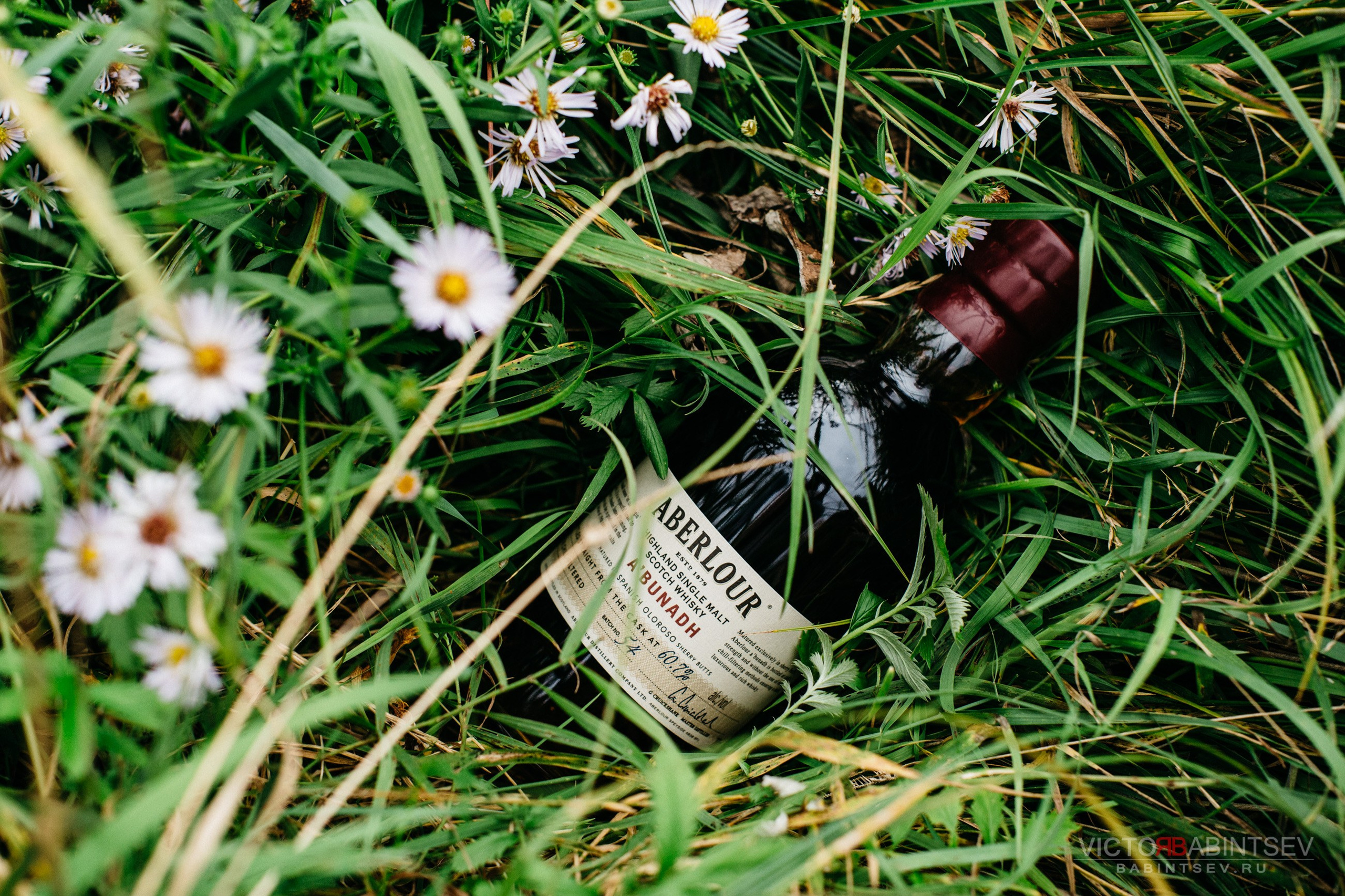 Whisky. Семейный и репортажной фотограф в Красноярске и Москве Виктор Бабинцев