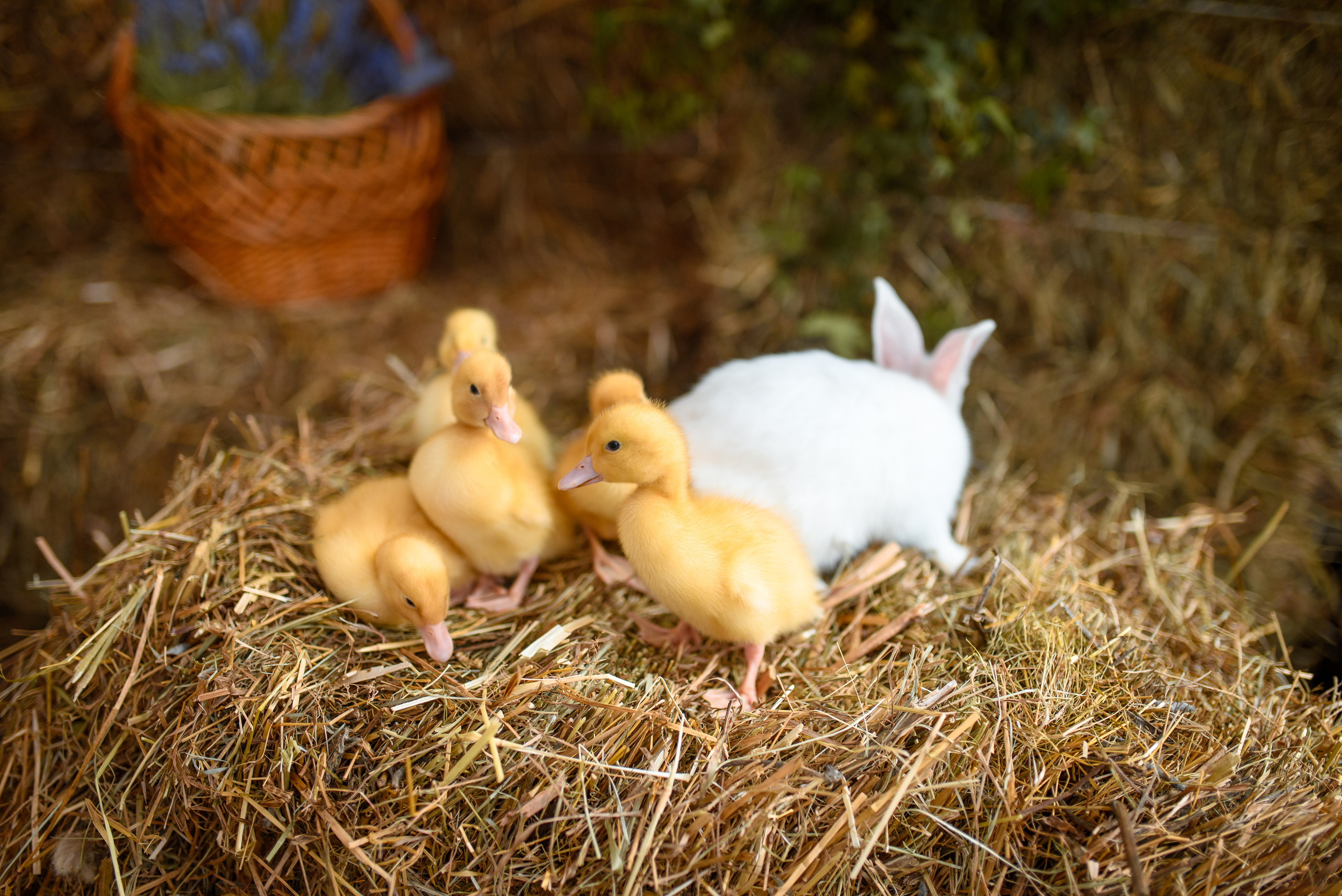 Фотопроект «Пасха». Варя. Семейный и детский фотограф в Нижнем Новгороде Валентина Леонтьева