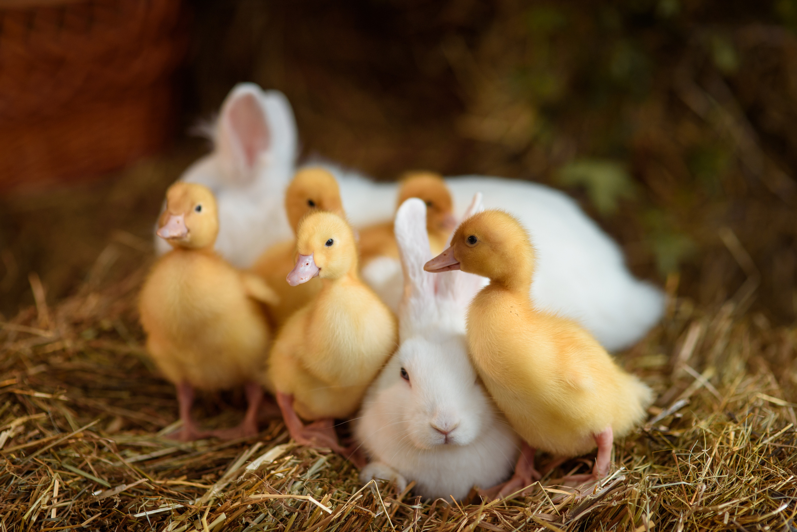 Фотопроект «Пасха». Варя. Семейный и детский фотограф в Нижнем Новгороде Валентина Леонтьева