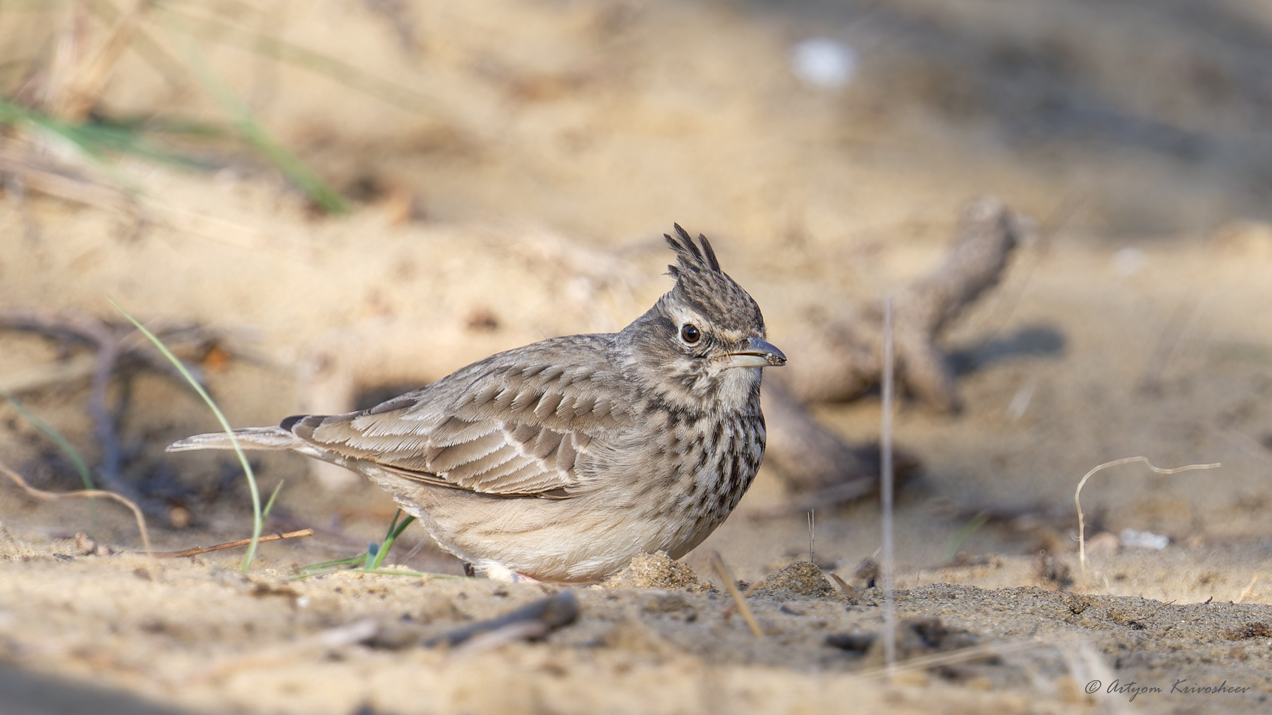Фотоохота. Фотограф и путешественник Артём Кривошеев