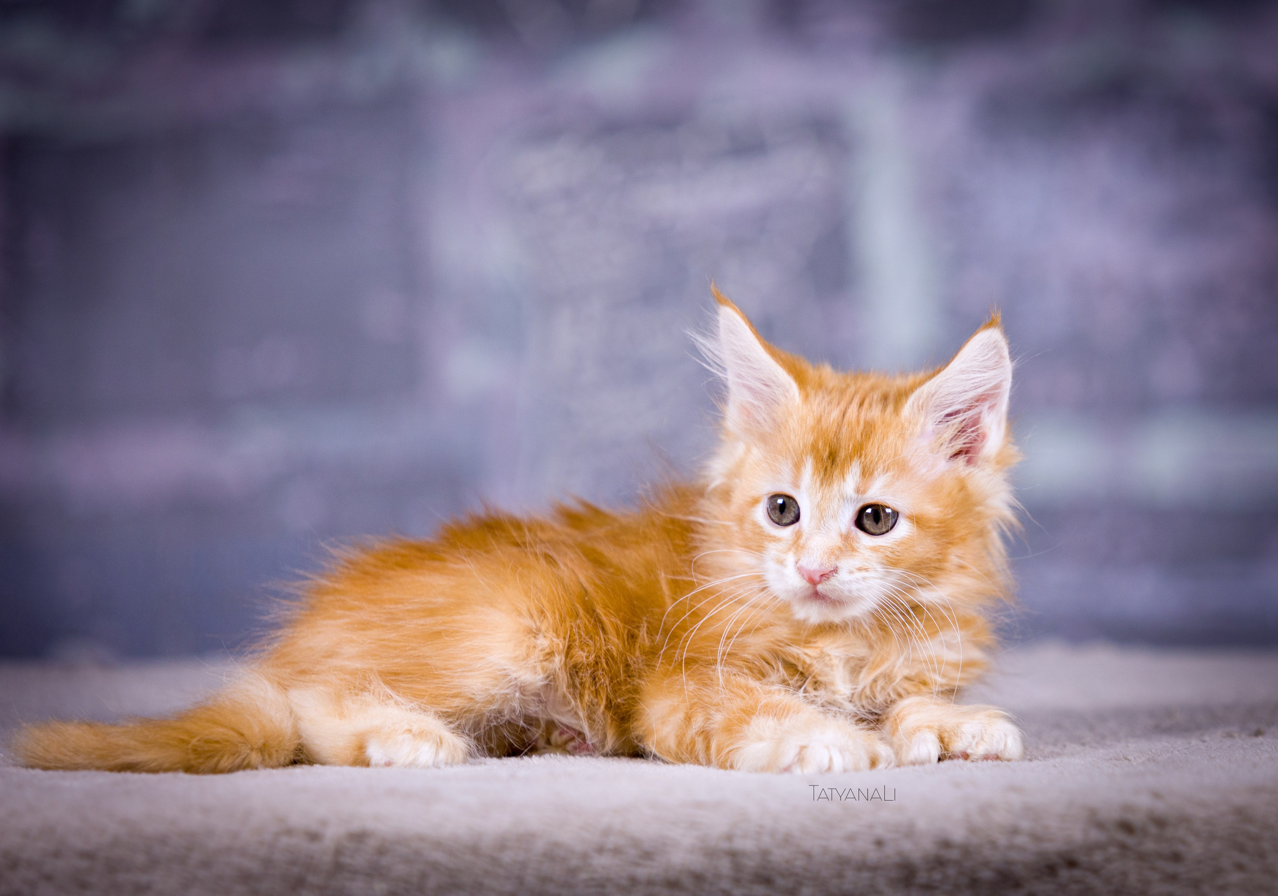 Котята. Фотограф — анималист Татьяна Ли