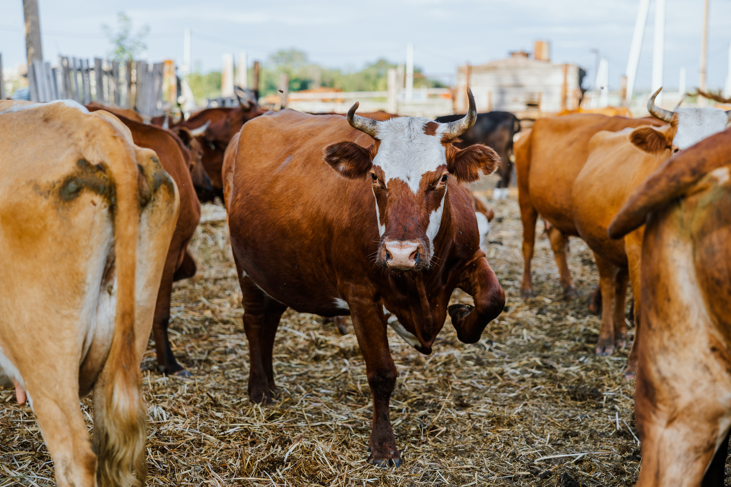 Ferma. Профессиональный фотограф Нурмиева Вероника