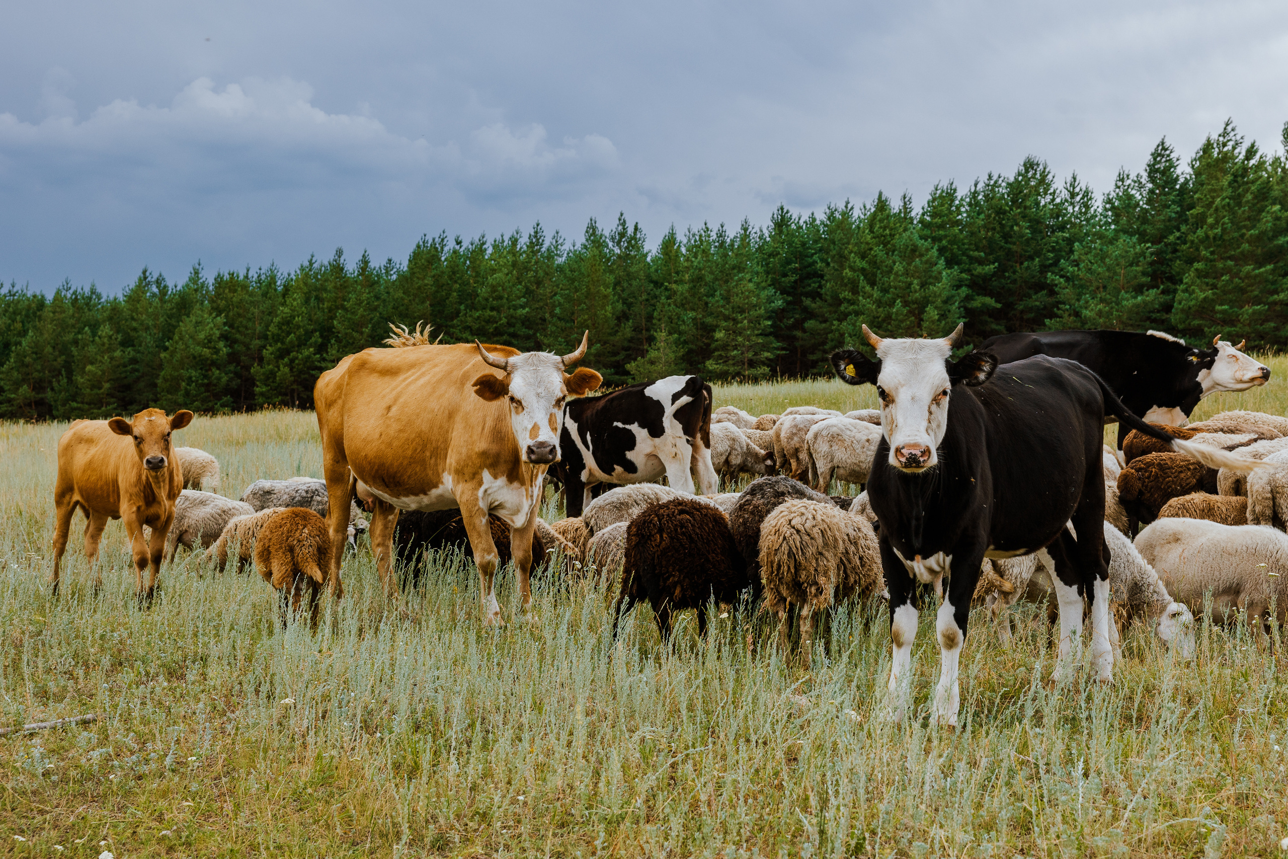 Ferma. Профессиональный фотограф Нурмиева Вероника