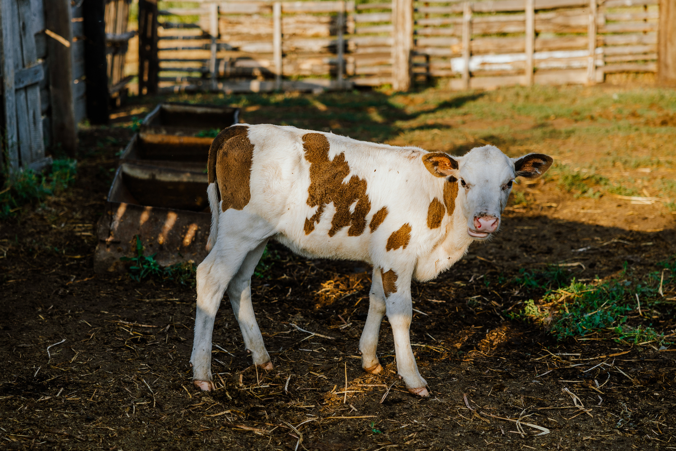 Ferma. Профессиональный фотограф Нурмиева Вероника