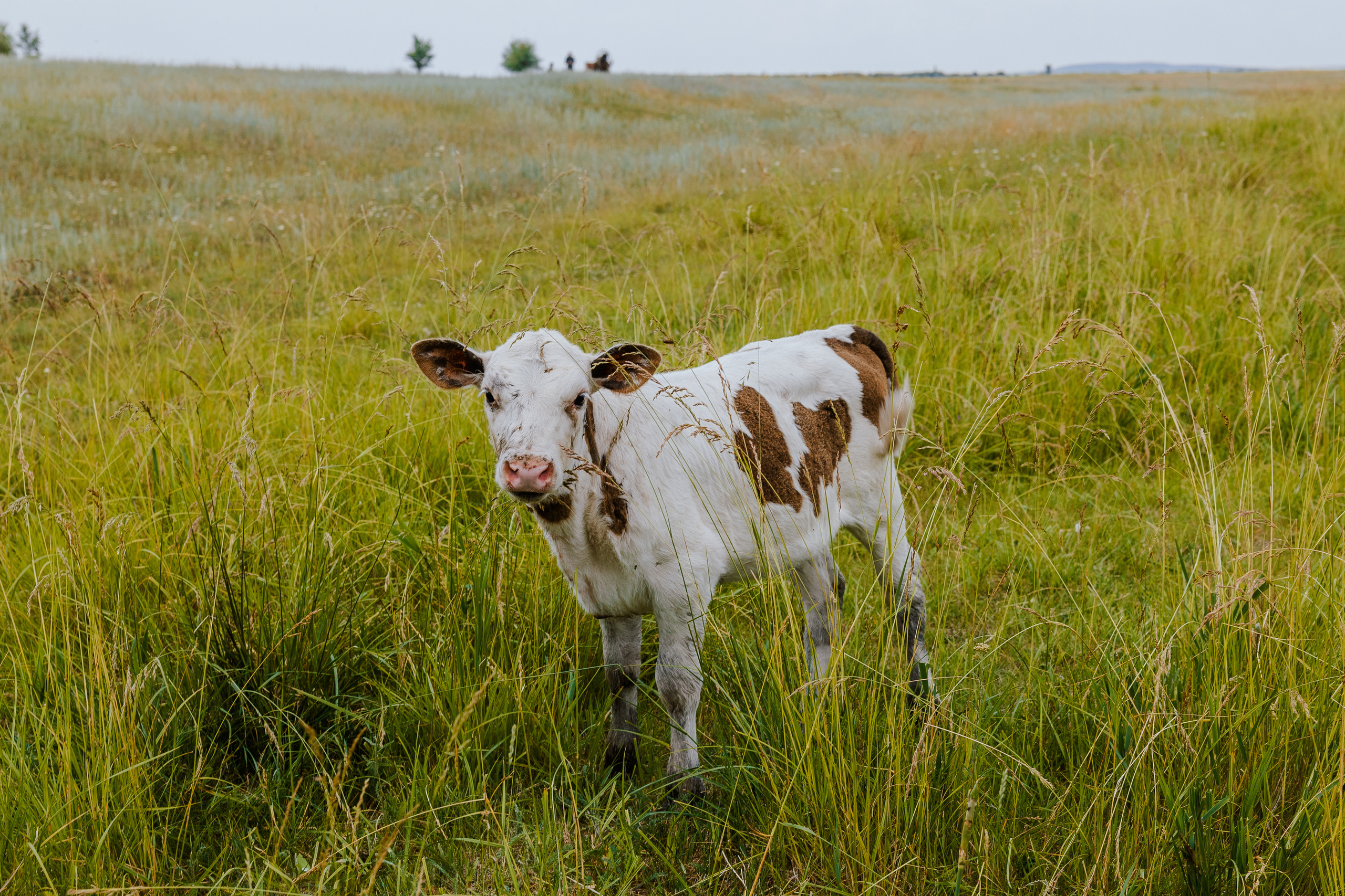 Ferma. Профессиональный фотограф Нурмиева Вероника