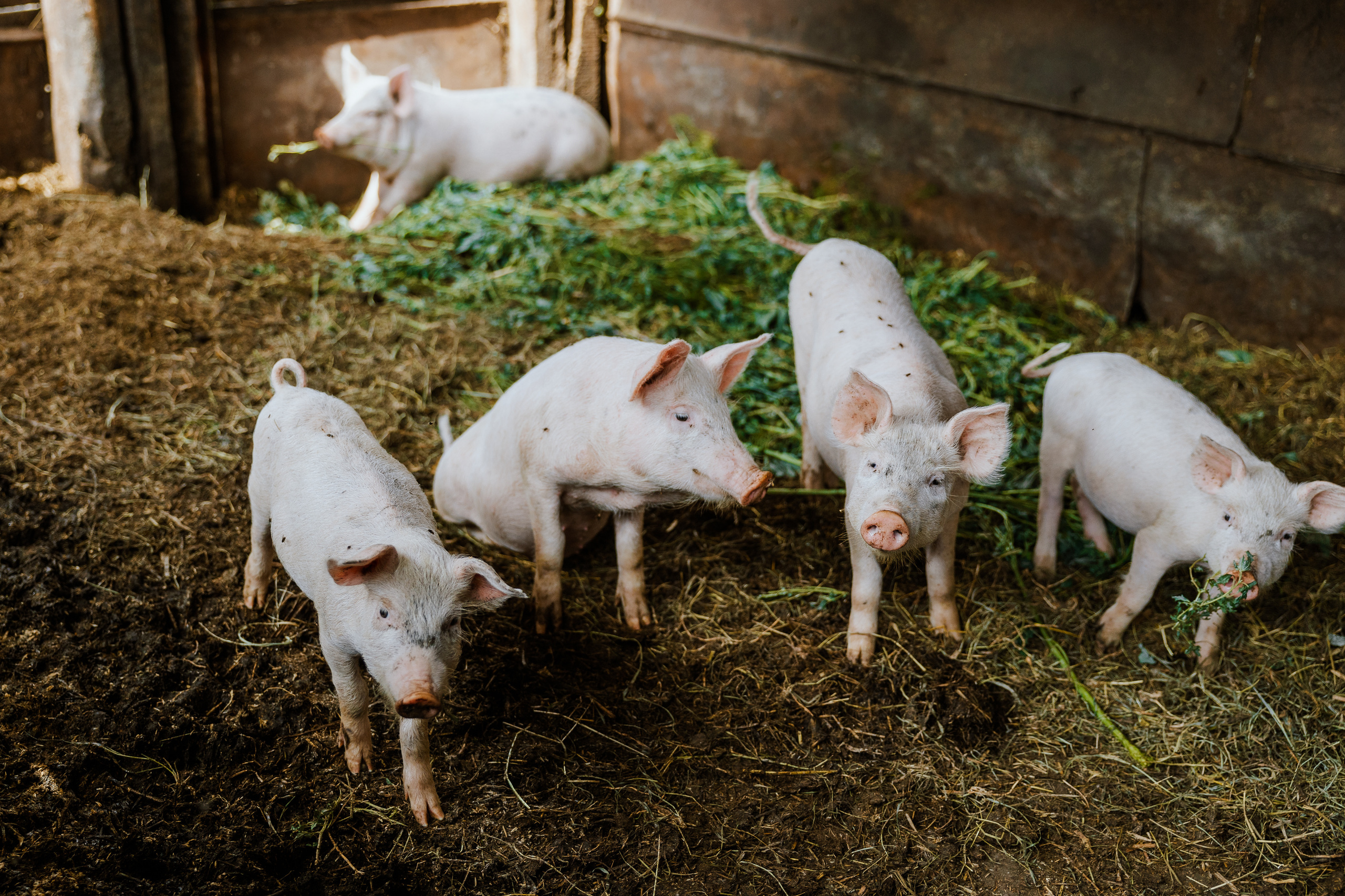 Ferma. Профессиональный фотограф Нурмиева Вероника