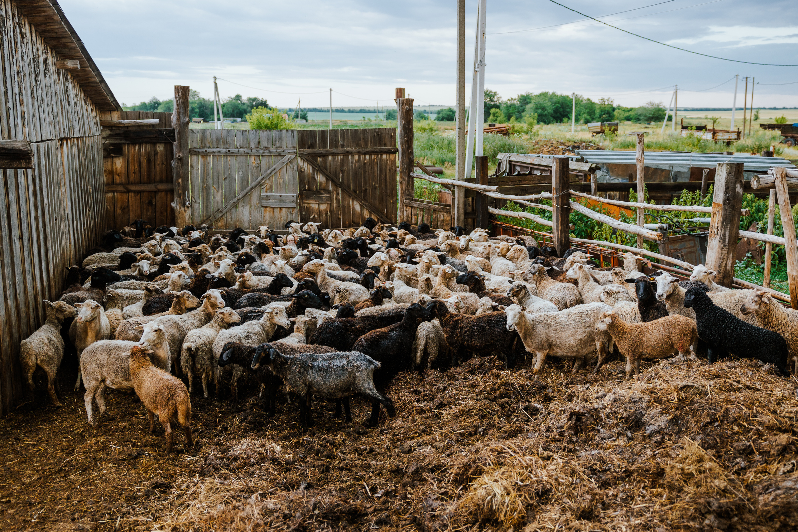 Ferma. Профессиональный фотограф Нурмиева Вероника