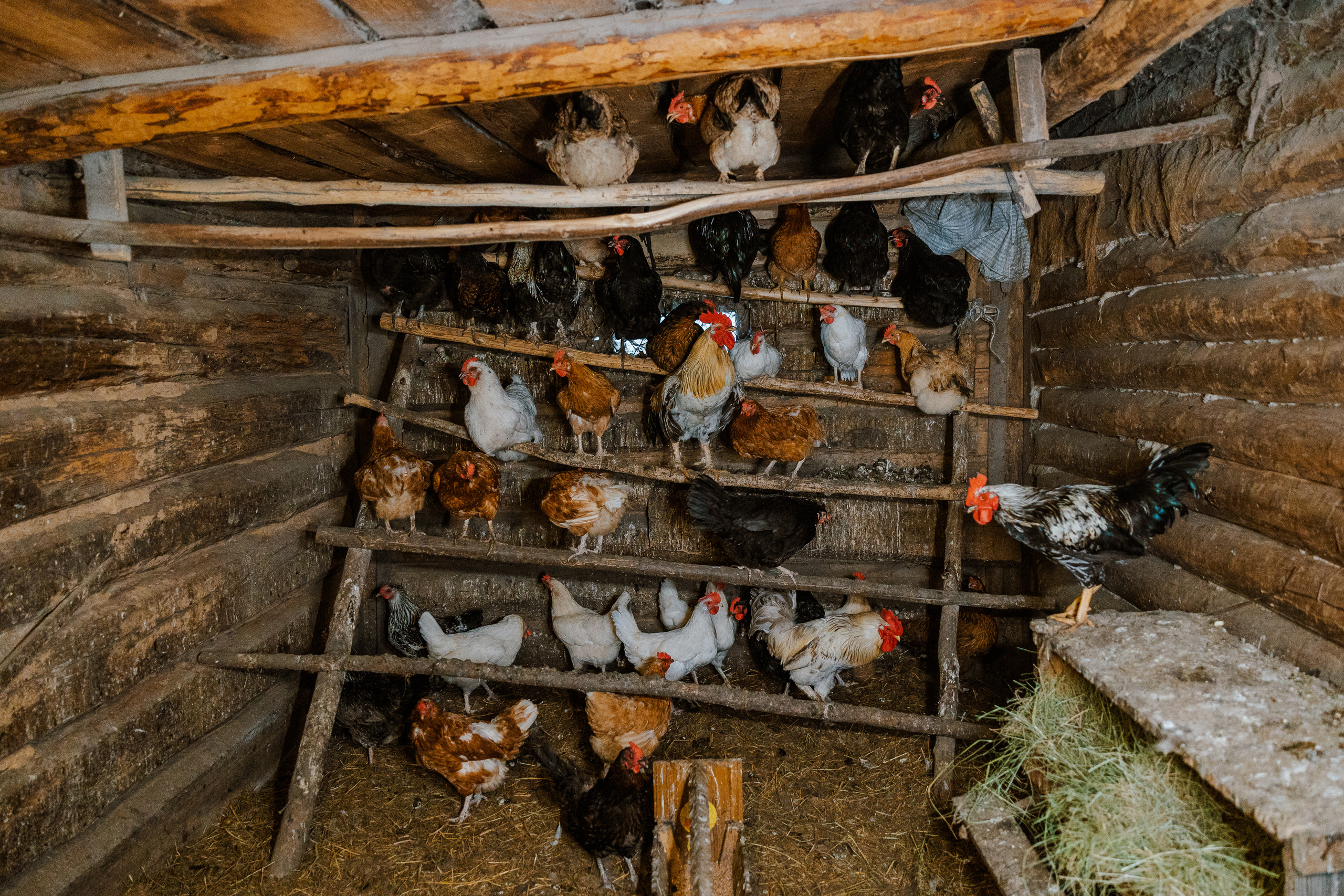 Ferma. Профессиональный фотограф Нурмиева Вероника