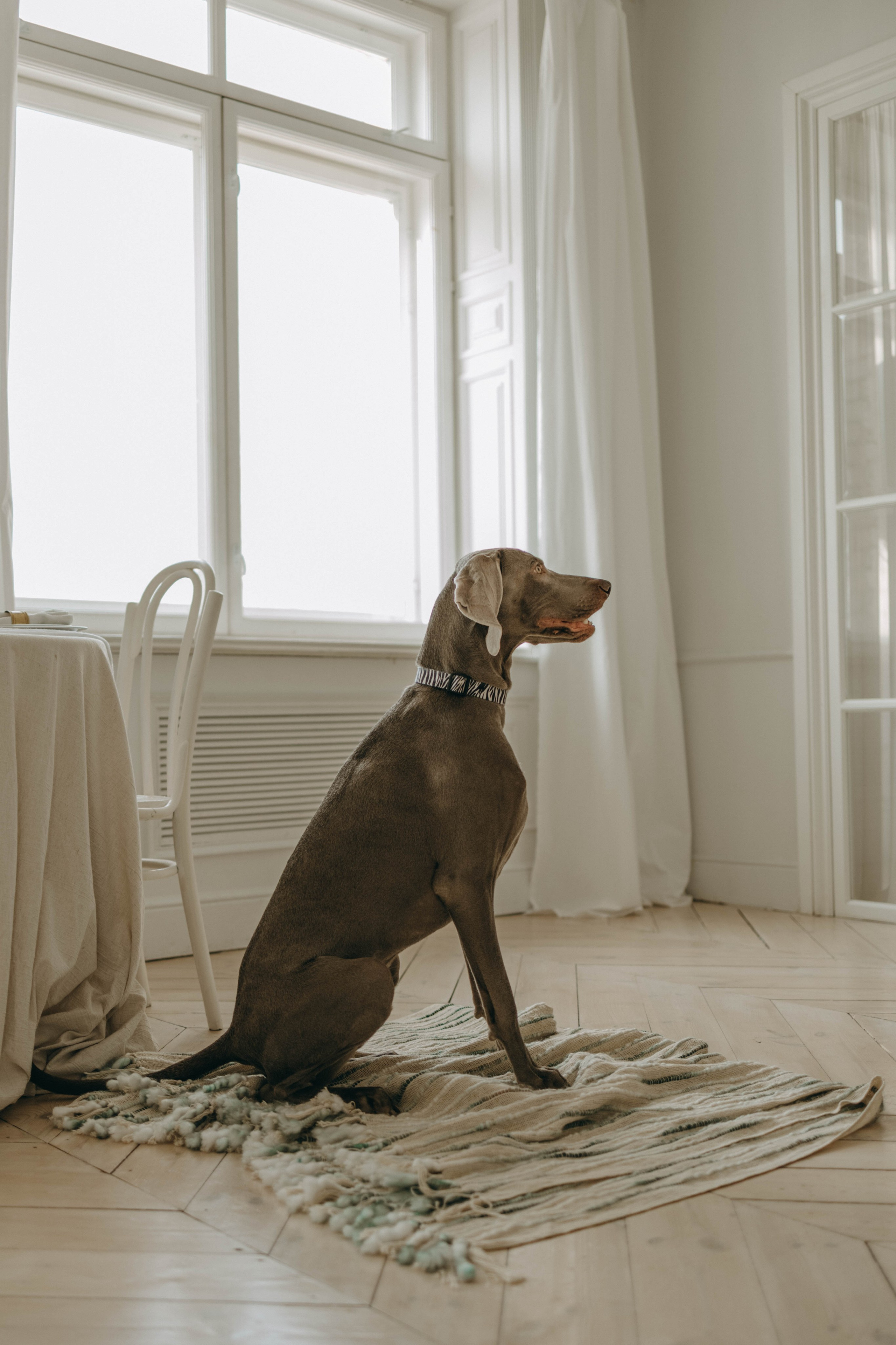 Фотосессия в студии с собакой. Фотограф-анималист в Екатеринбурге | Кристина