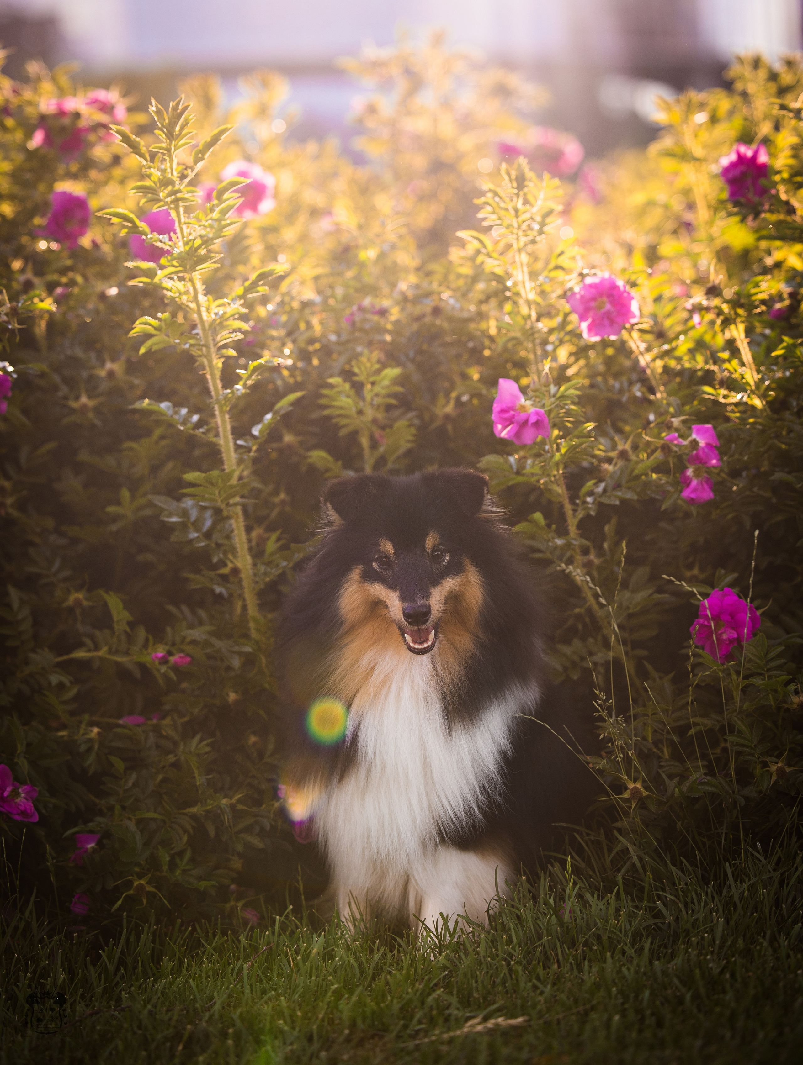 Портфолио. Фотограф-анималист в Екатеринбурге Марина Шишкина