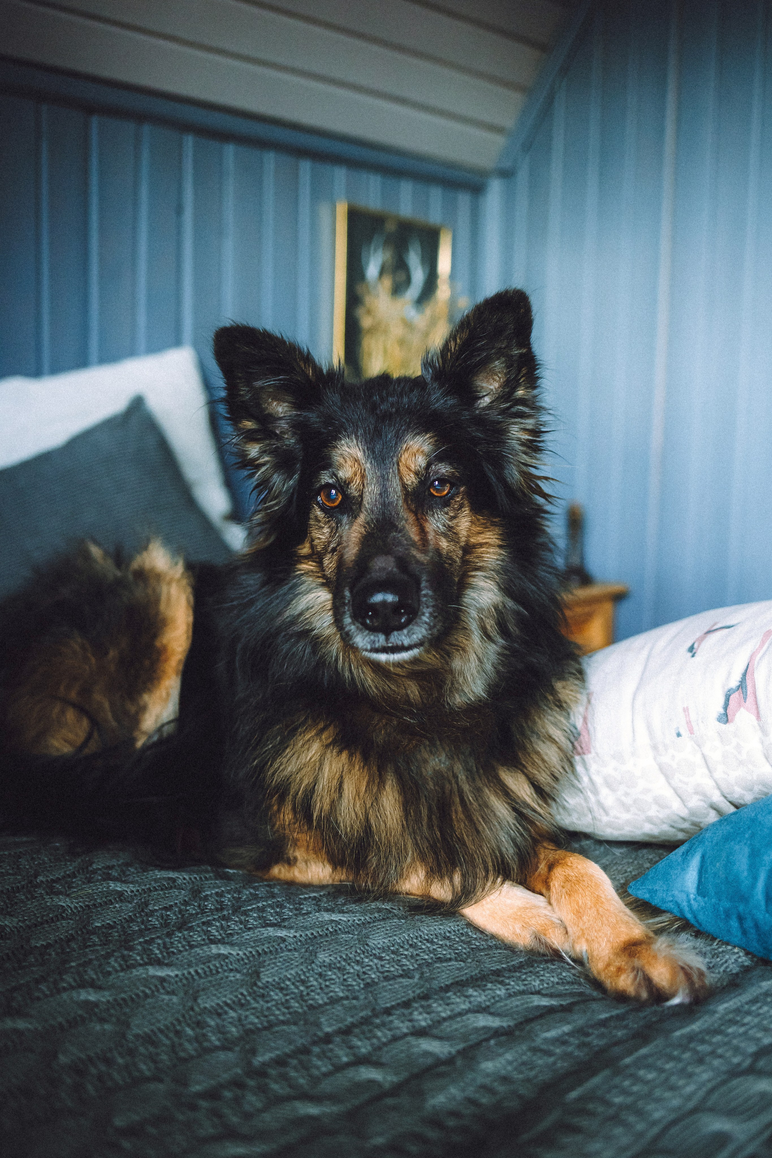 Плюш, Айса и их семья