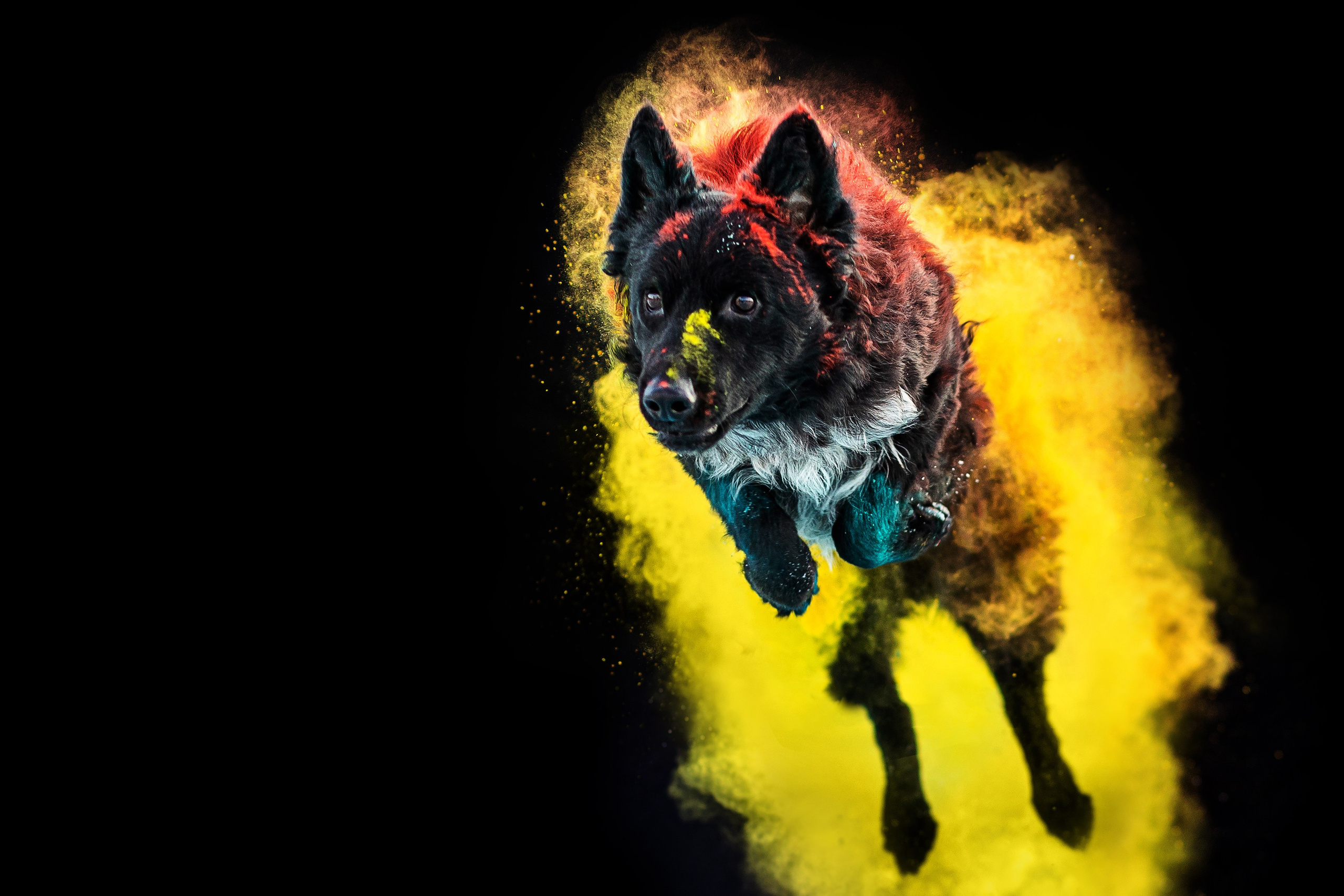 Фиби, Нами, Флоки и Флэш