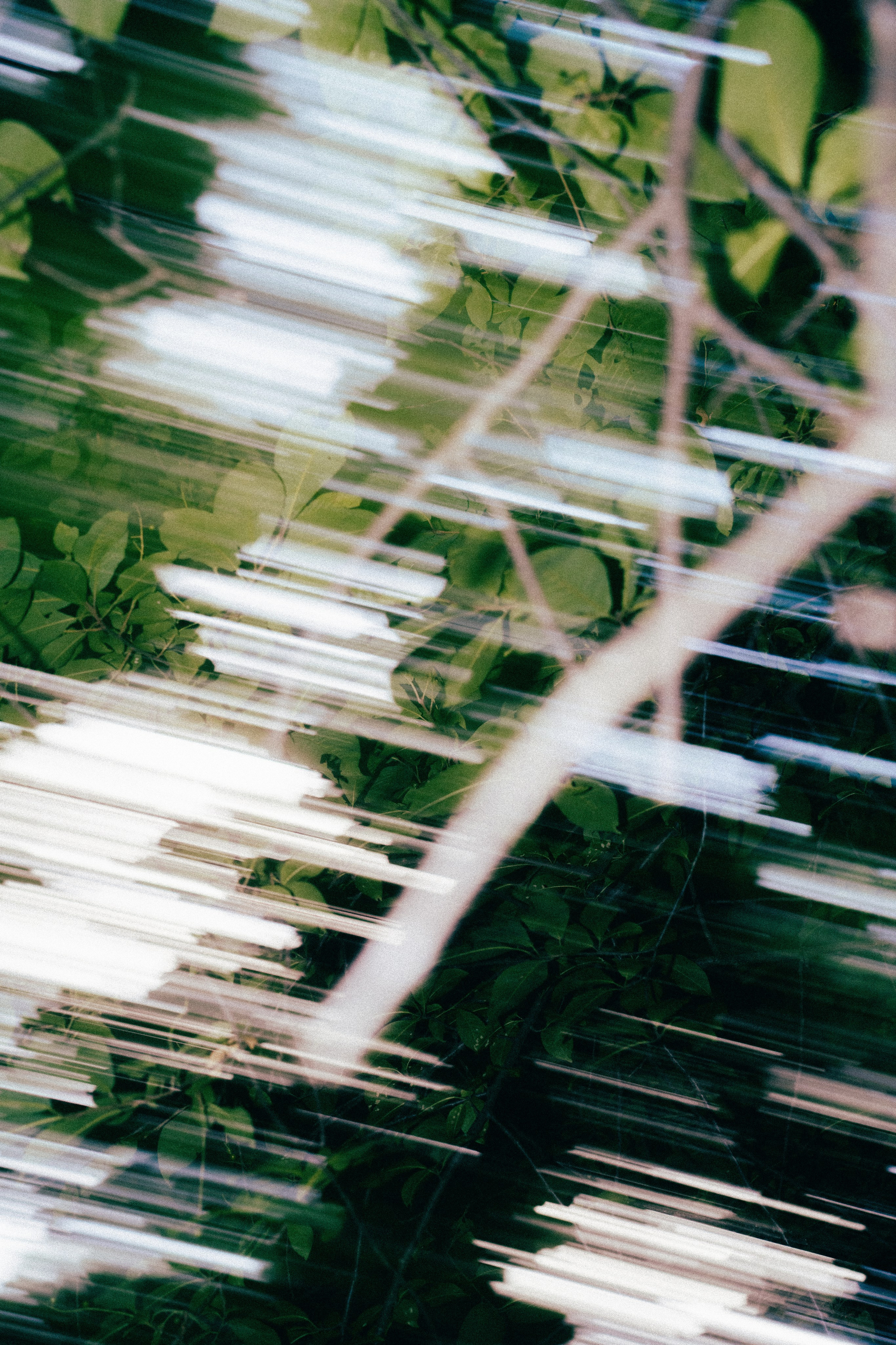 Лес. Veronika Popadeikina Photographer