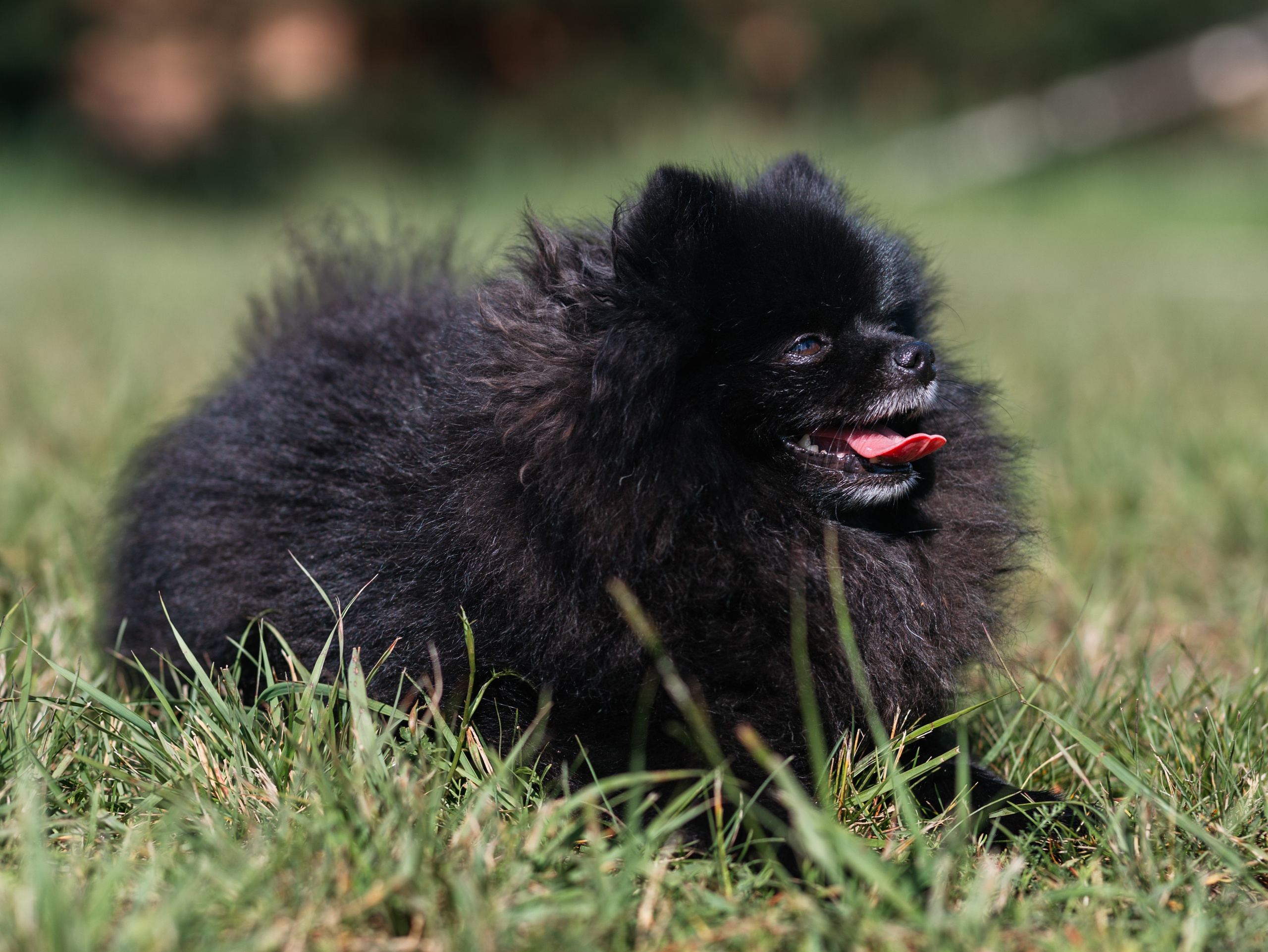 Лагерь ноузворк. Фотограф-анималист в Москве Кириллова Татьяна
