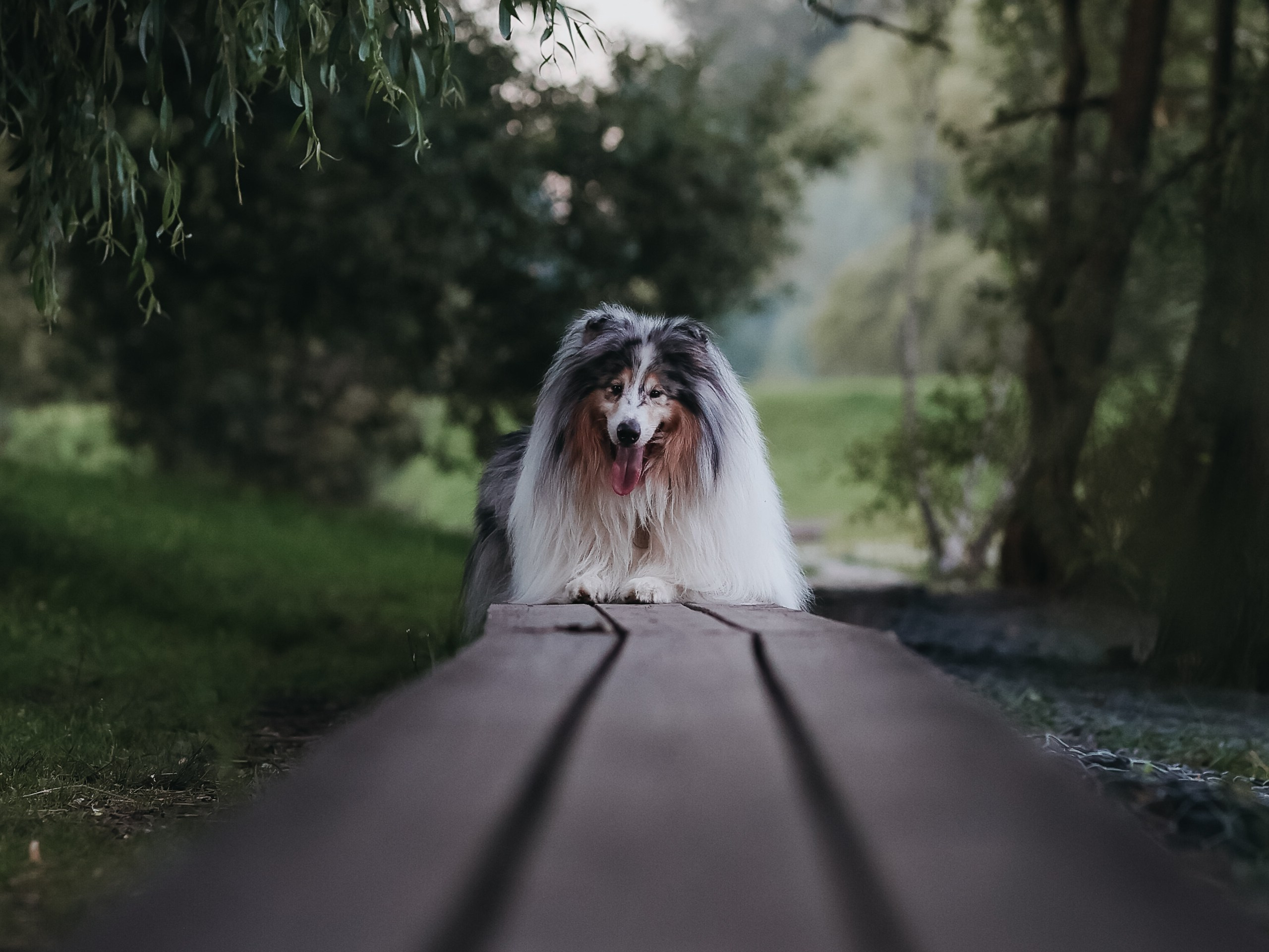 Гранд и Инга. Фотограф-анималист в Москве Кириллова Татьяна