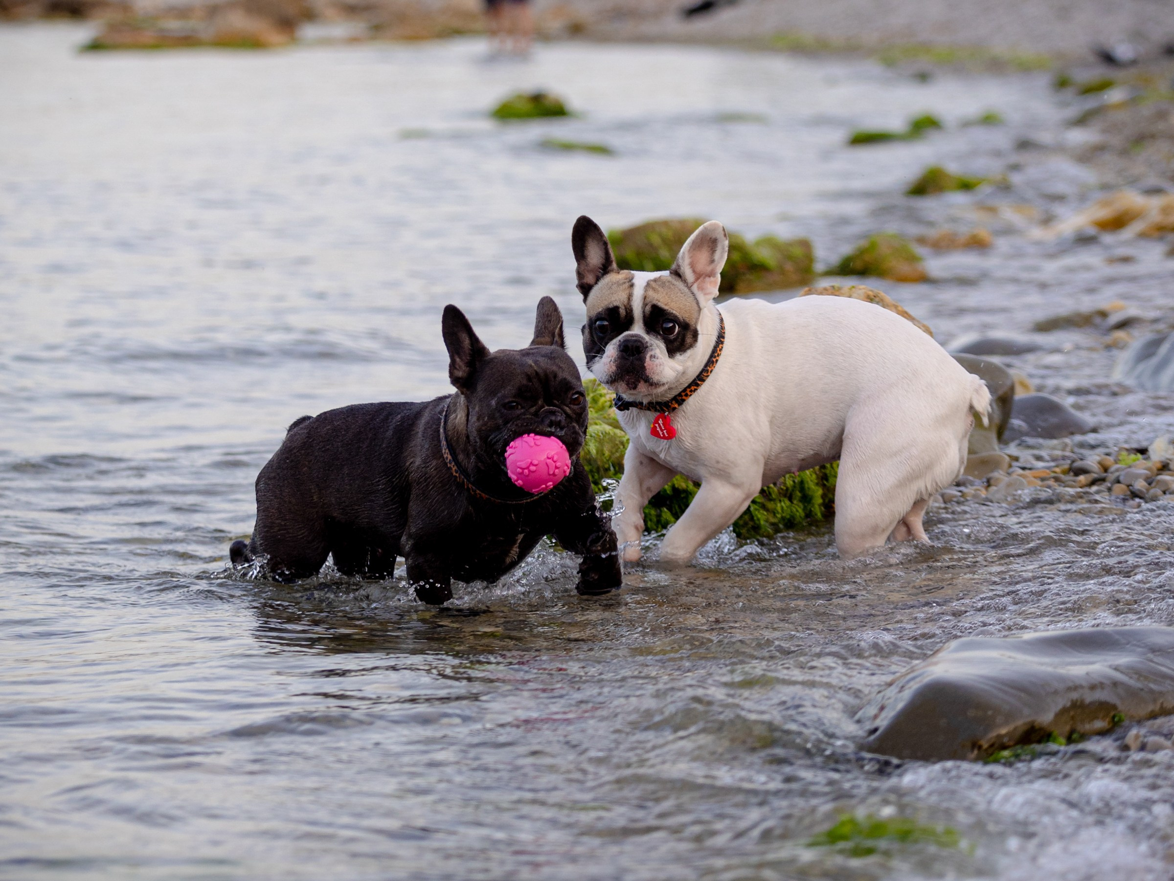 Пандора и Марго. Фотограф-анималист в Москве Кириллова Татьяна