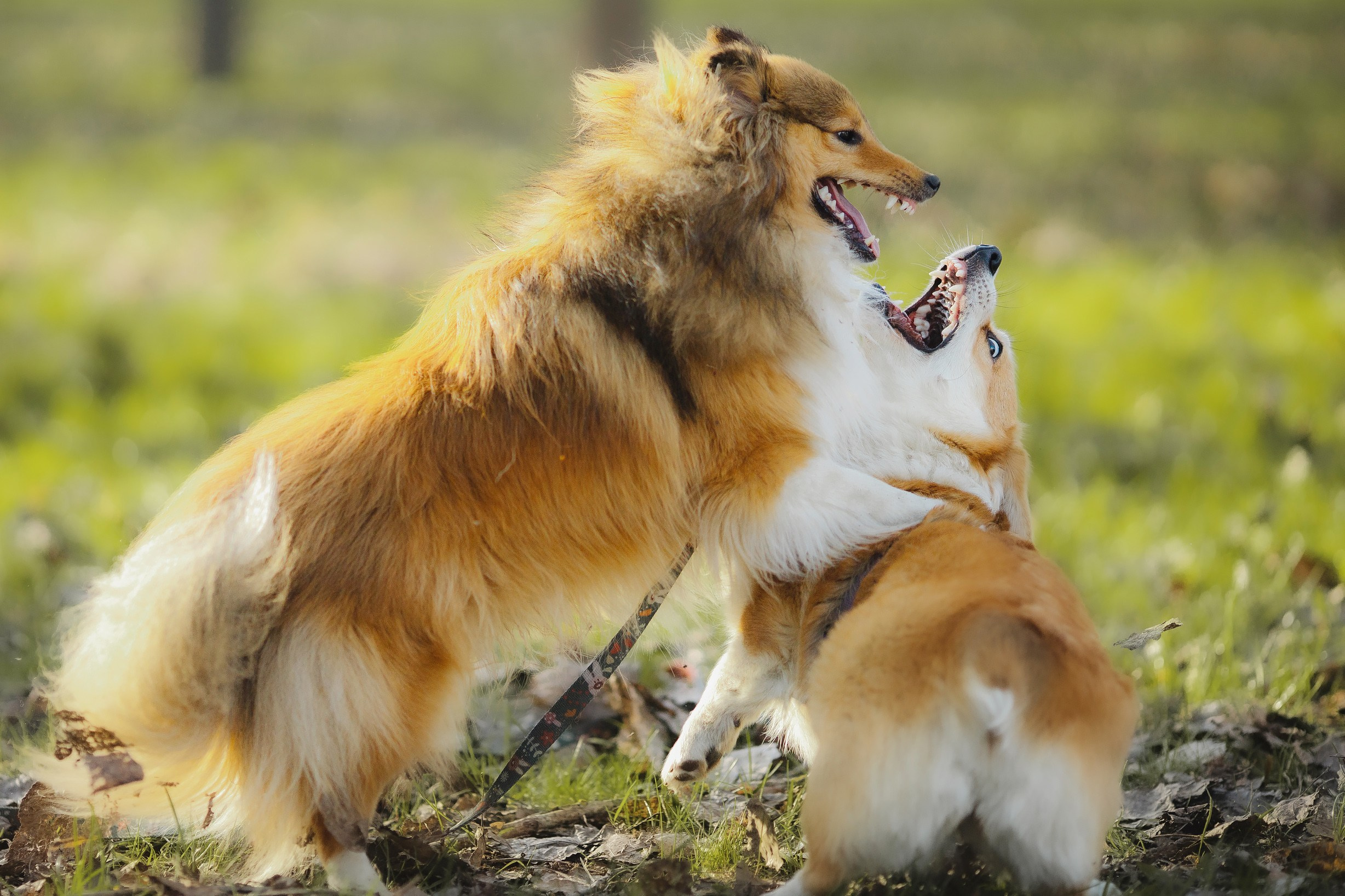 Найк и Меган. Художник и Фотограф Тимохина Юлия