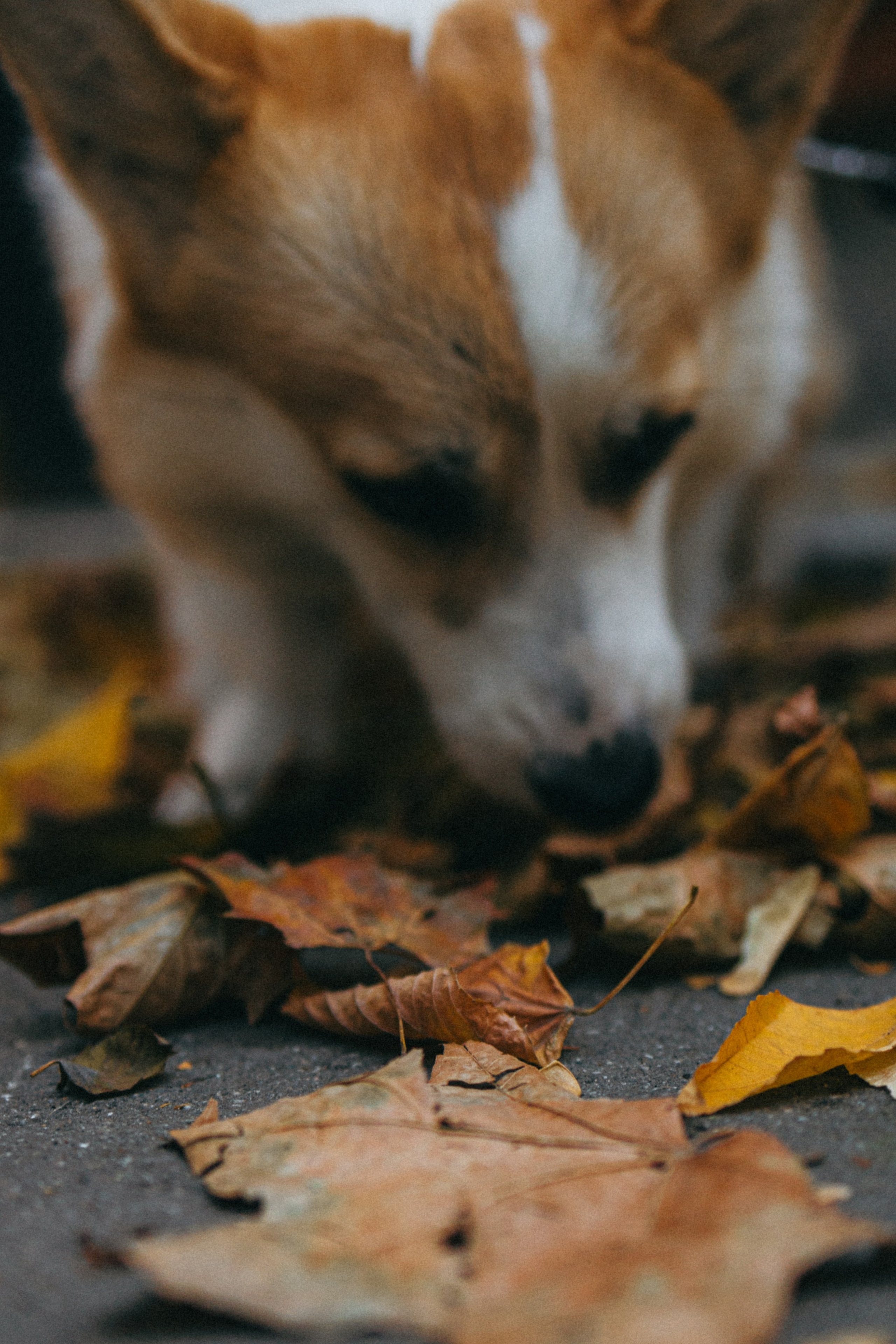 Даша, Рома и Лесли. Фотораф — анималист Мария Шистка
