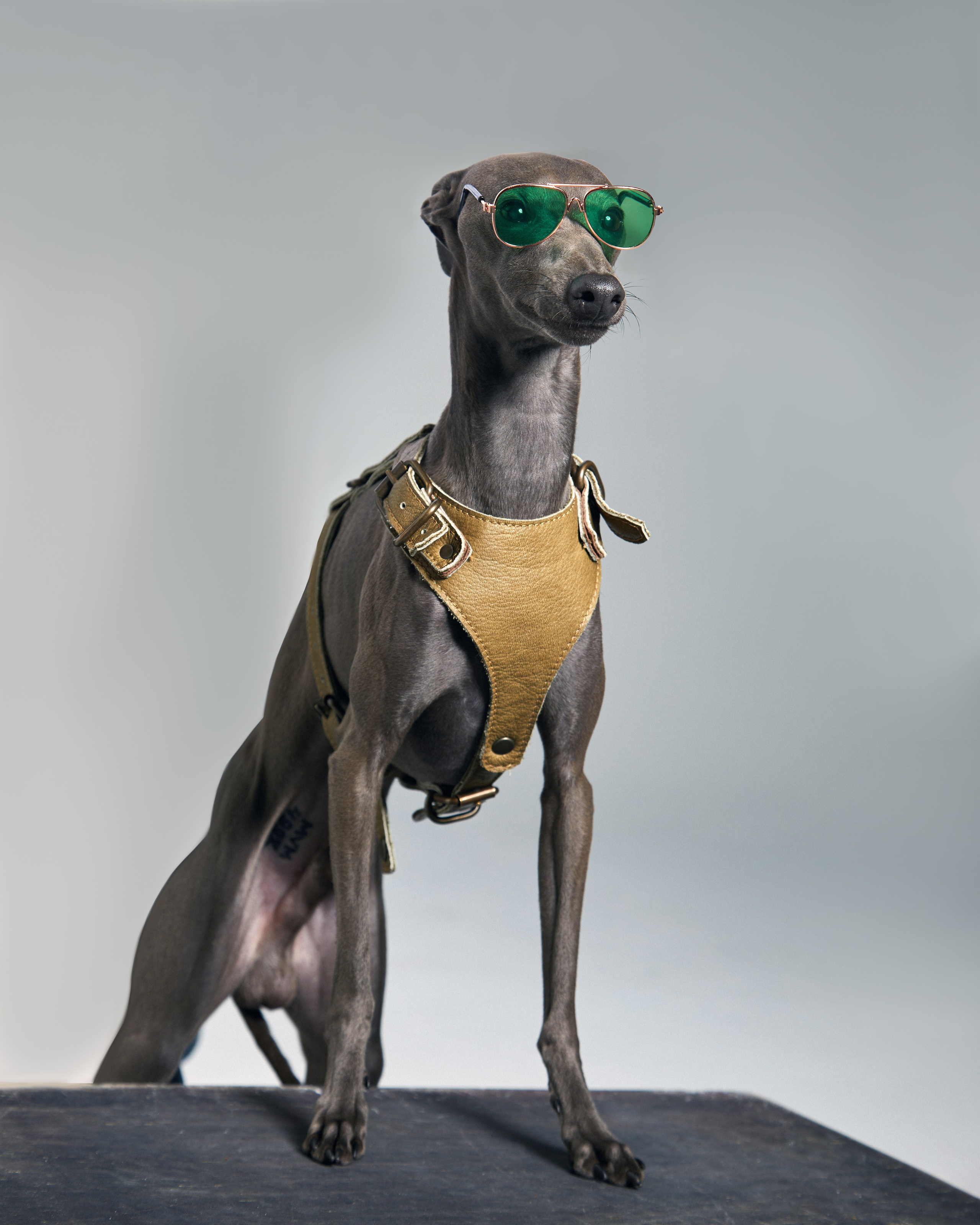 Pets Photography / Фотограф Собак