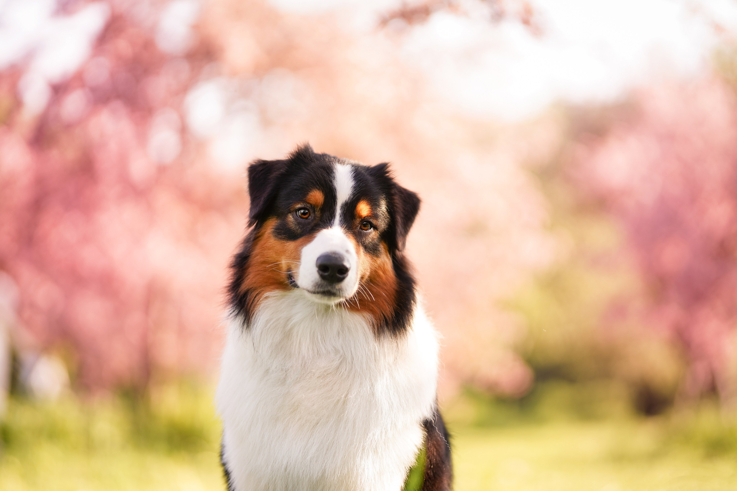 Аусси в Яблоневом саду. Фотограф-анималист в Санкт-Петербурге Яна Мартынова