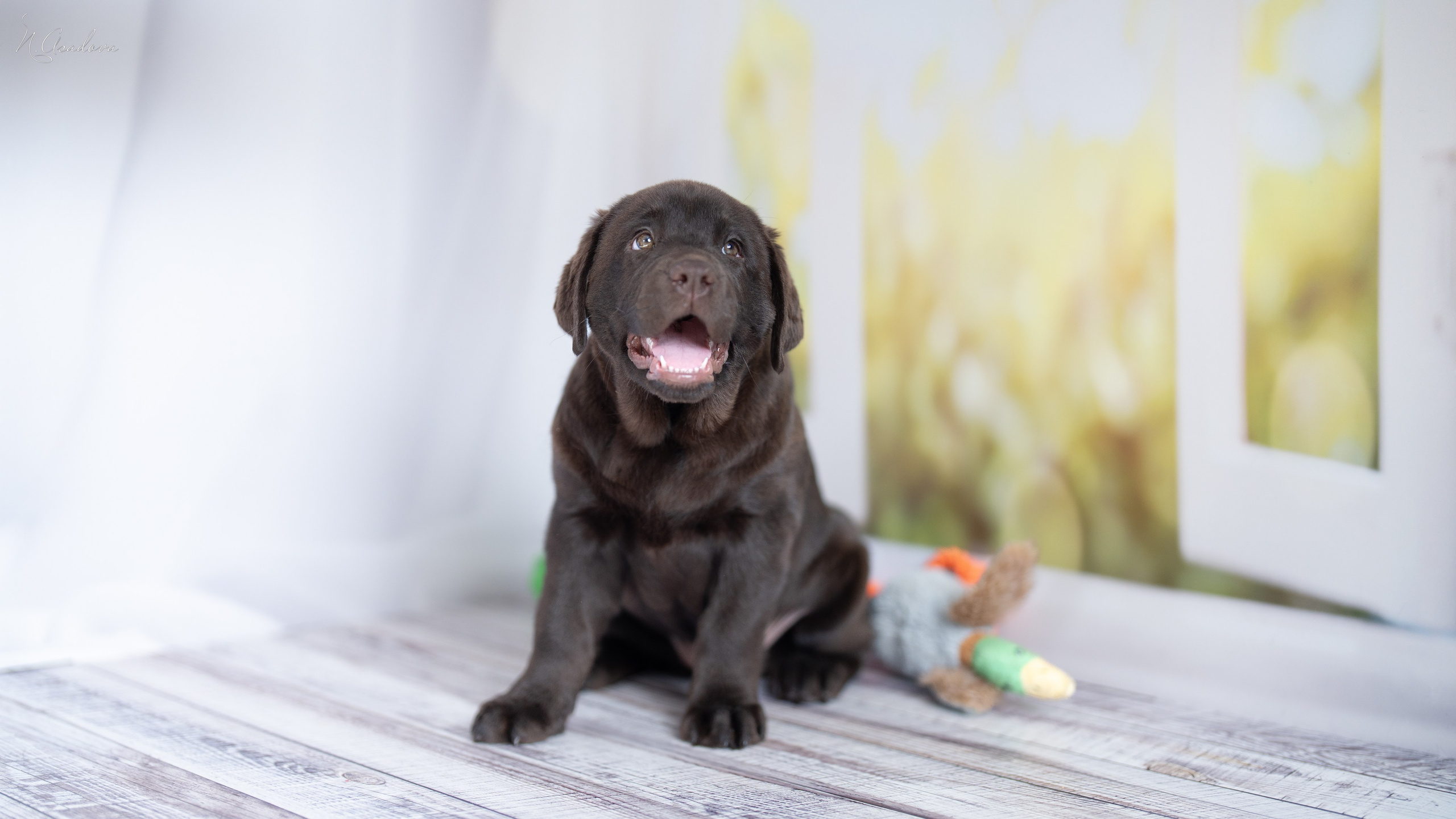 Лабрадор Тейла 2мес. Фотограф-анималист Асадова