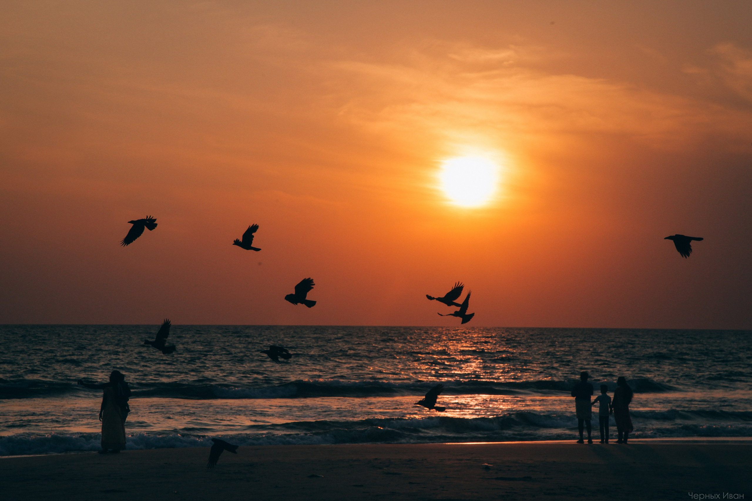 Пернатый психоз. Стрит-фотография, полная абсурда, идиотизма и красоты