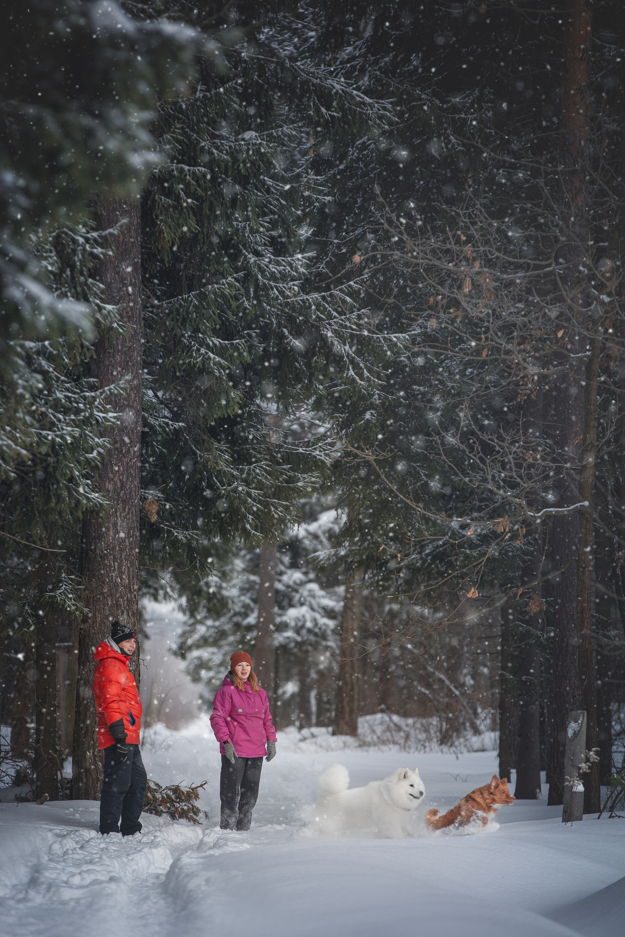 Руби, Николь, Кирилл и Мила. Фотограф анималист в Москве Майорова Евгения