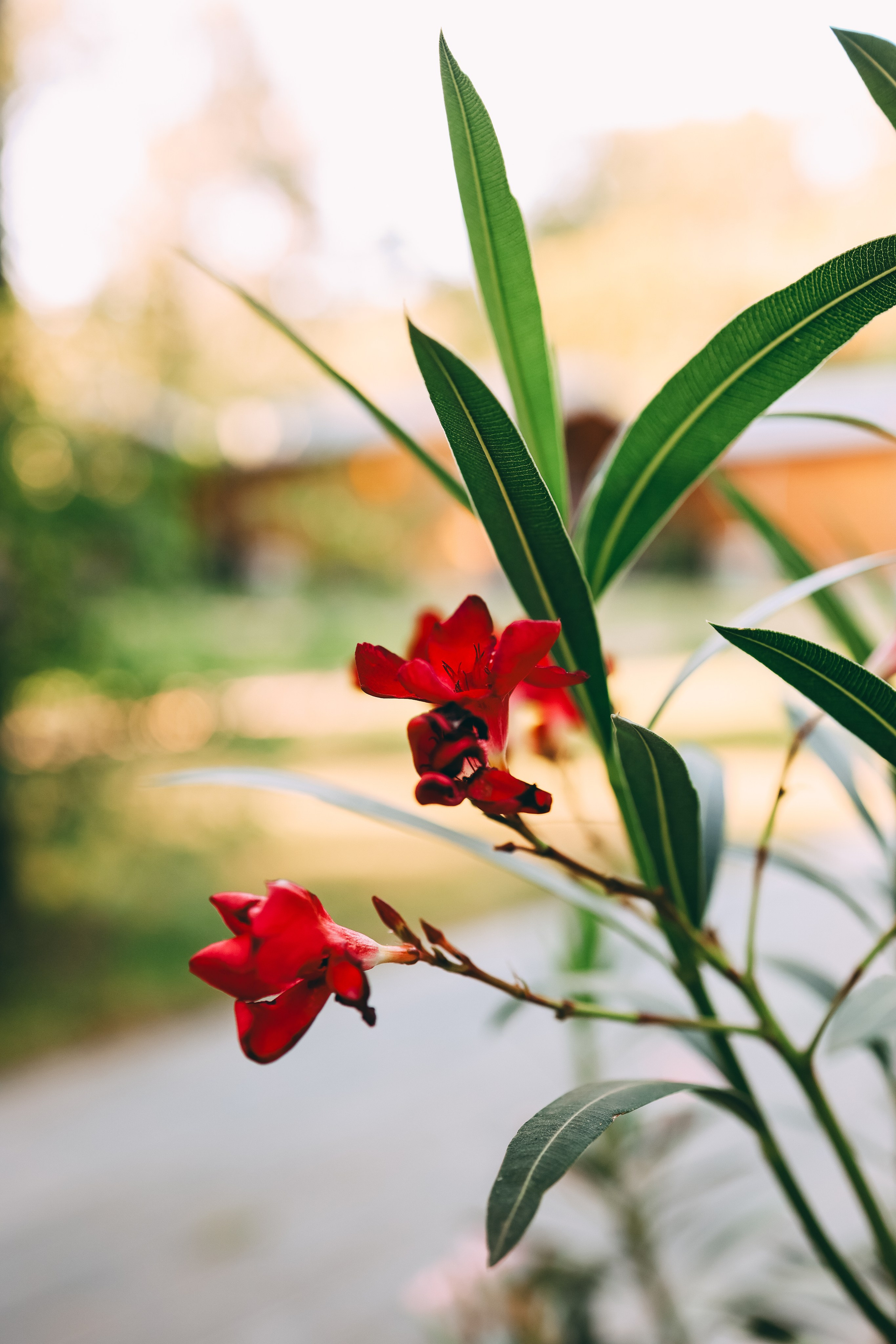 Семья Савелия и Тимофея. Свадебный и семейный фотограф в Воронеже Ксения Воротникова