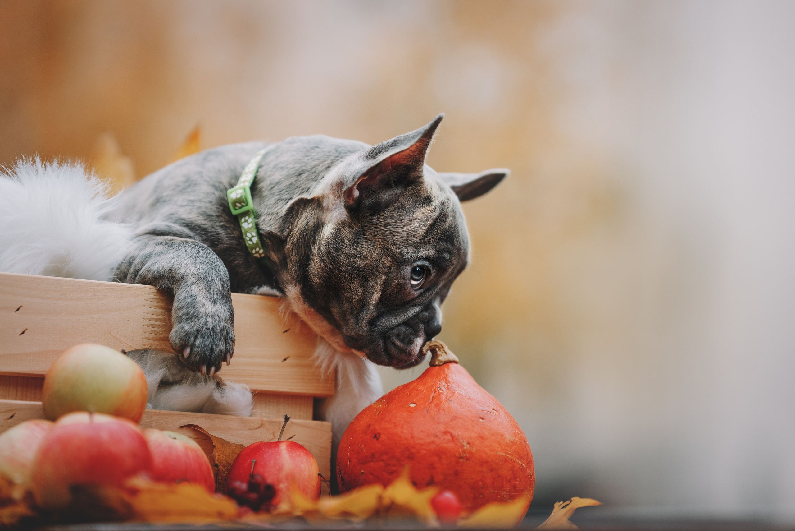 Французские бульдоги. Фотограф анималист Осипчикова Мария