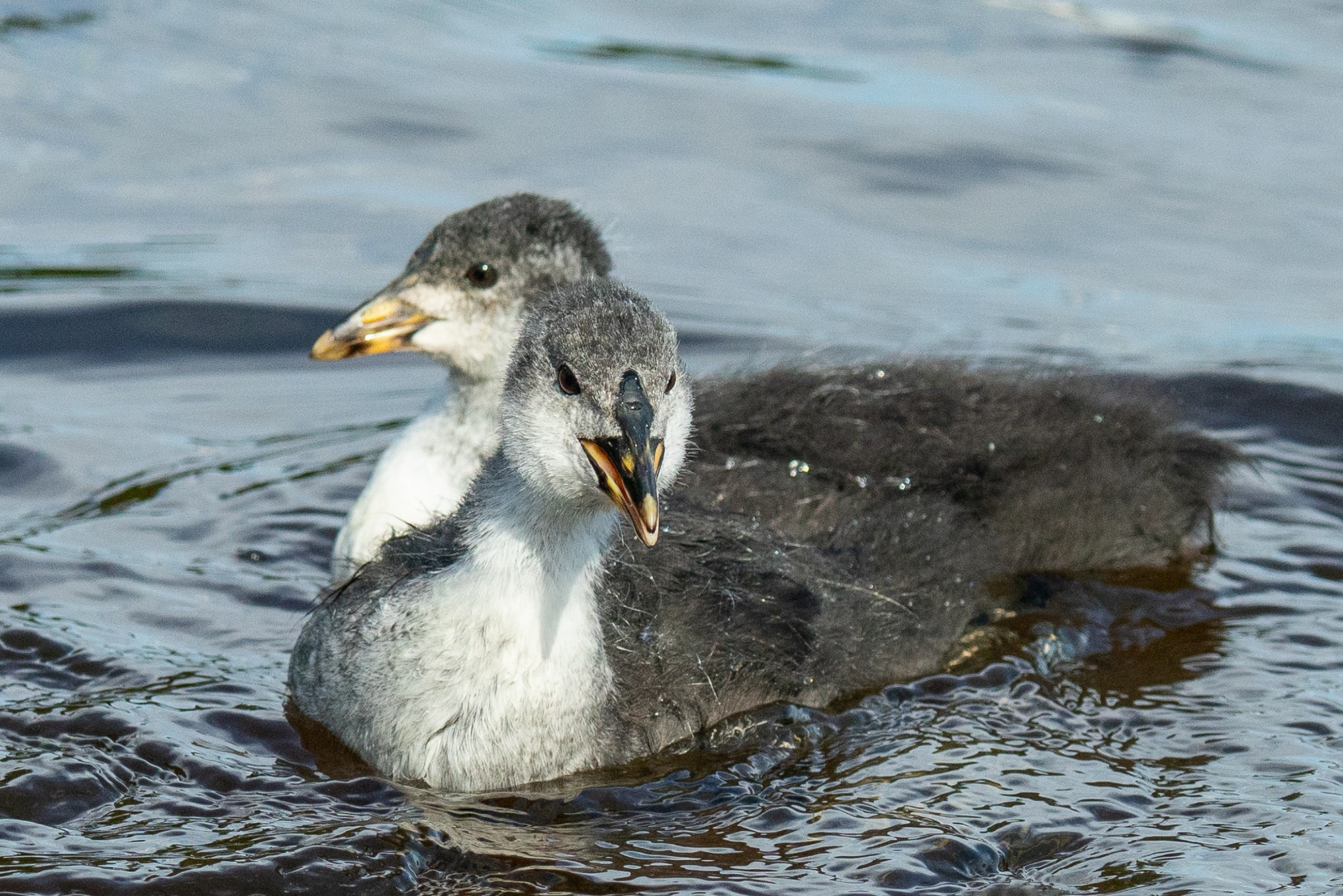 Удивительные мир птиц. Вокруг нас столько прекрасного — присмотритесь!. Ваш личный фотограф Марина Волкова