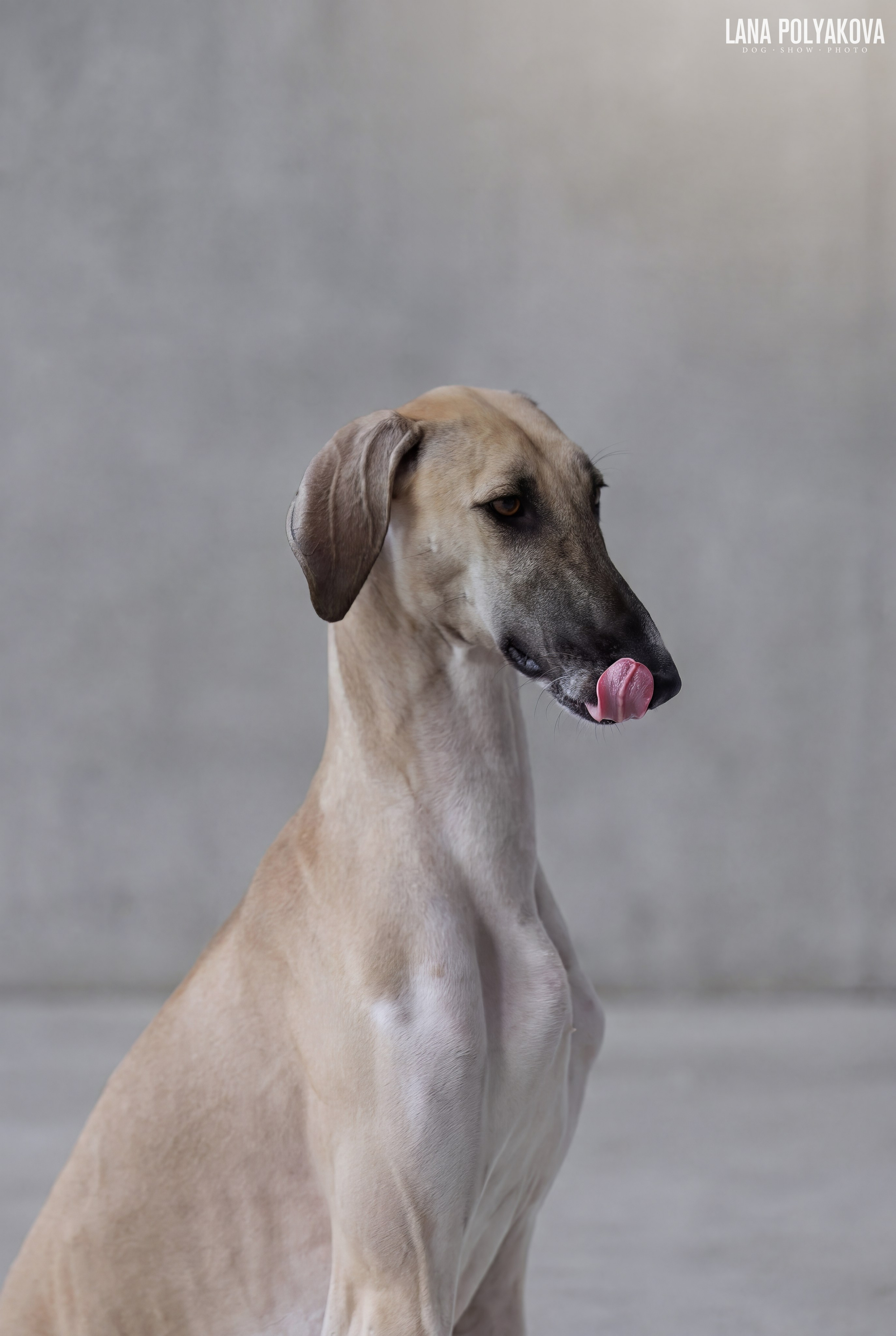 ГРАН ПРИ ВЕСЕННИЙ ПЕТЕРБУРГ 2026. ФОТОГРАФ-АНИМАЛИСТ l LANA POLYAKOVA