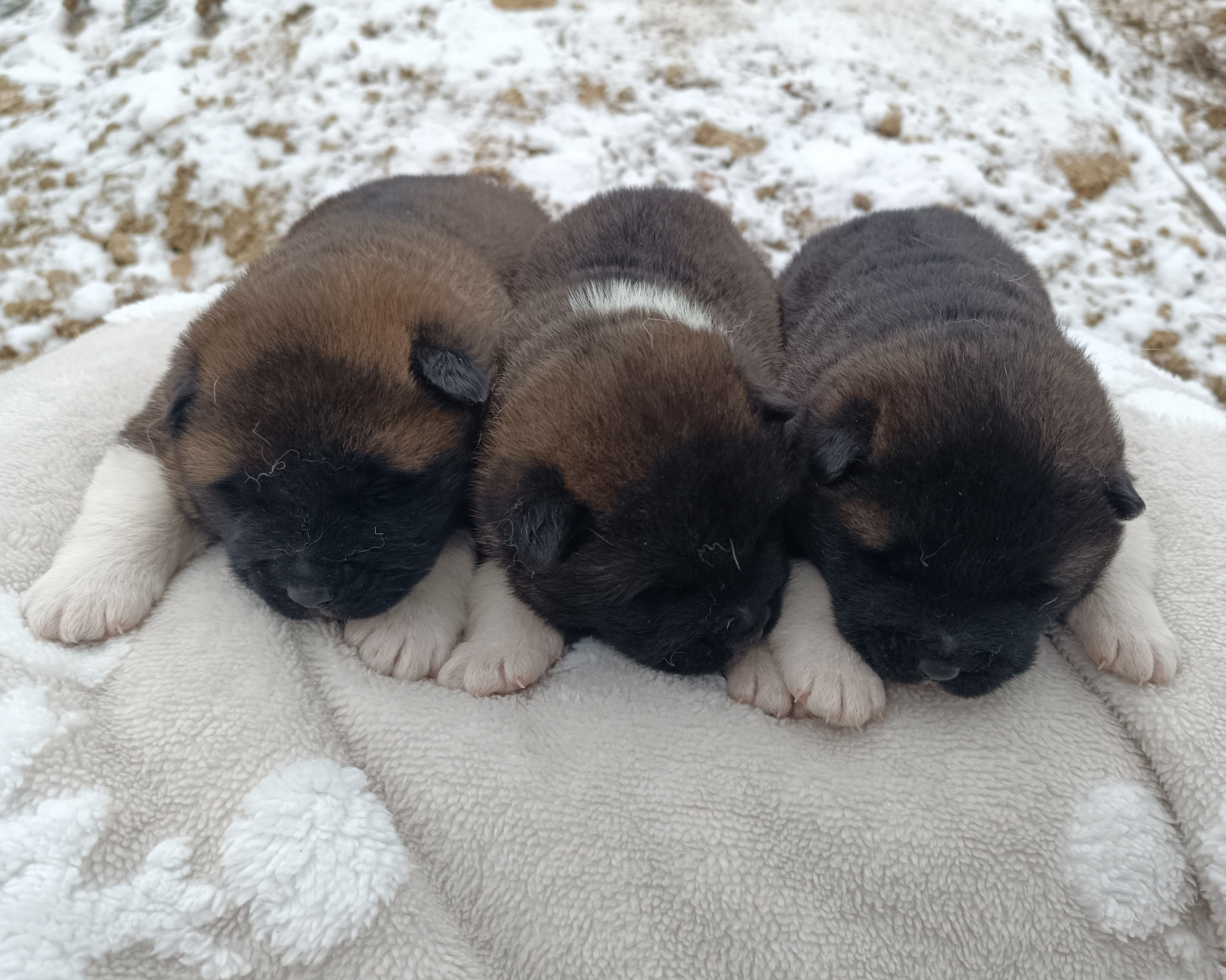 Американская акита  щенки питомник Санкт-Петербург клубные щенки Американская акита питомник RUBYLIGHT Рубилайт купить щенка американской акиты